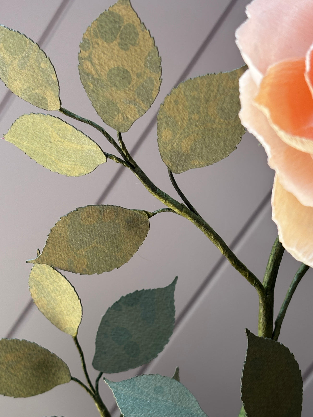 Paper Shrub Rose