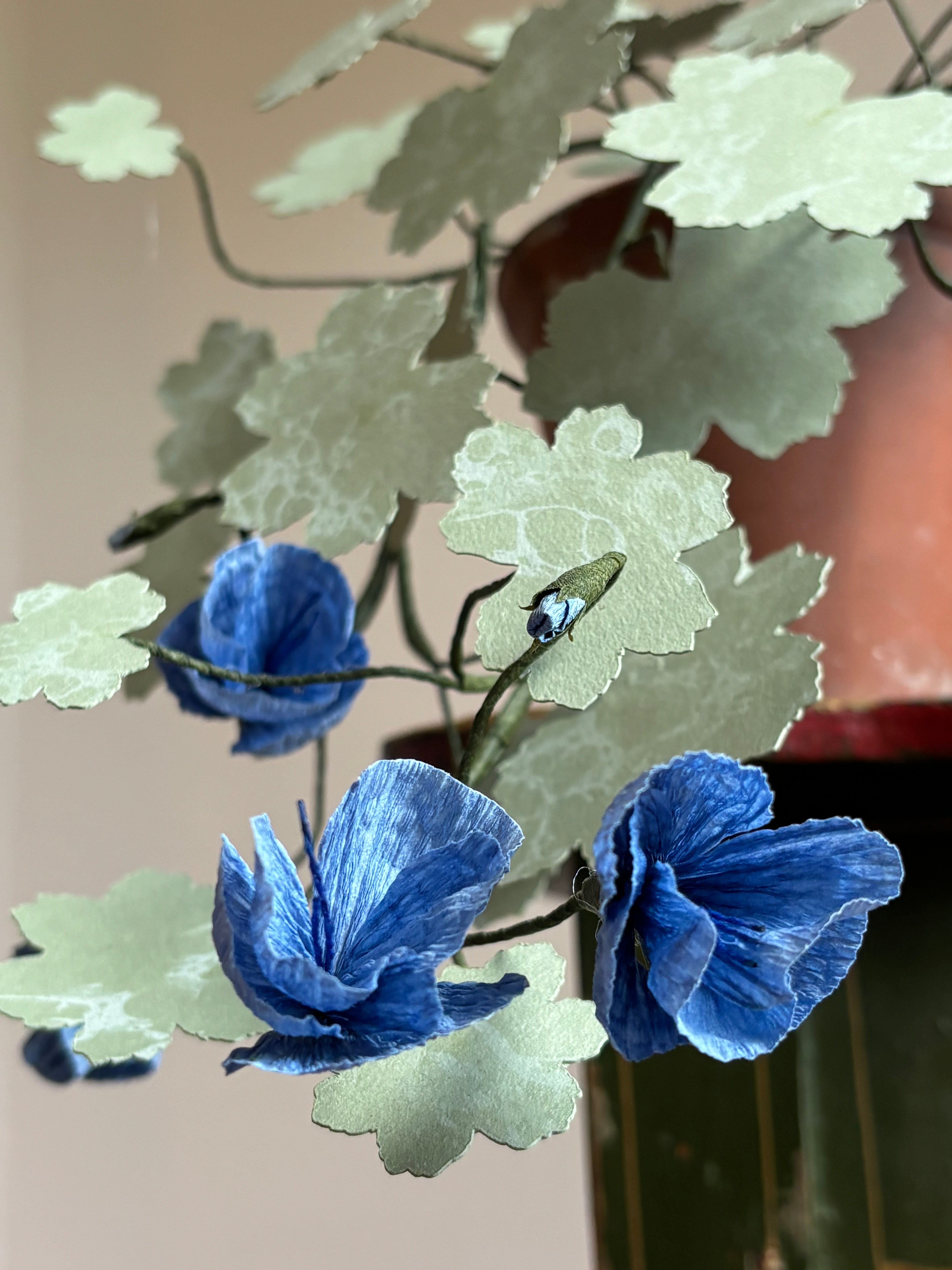 Paper hardy Geranium, trailing