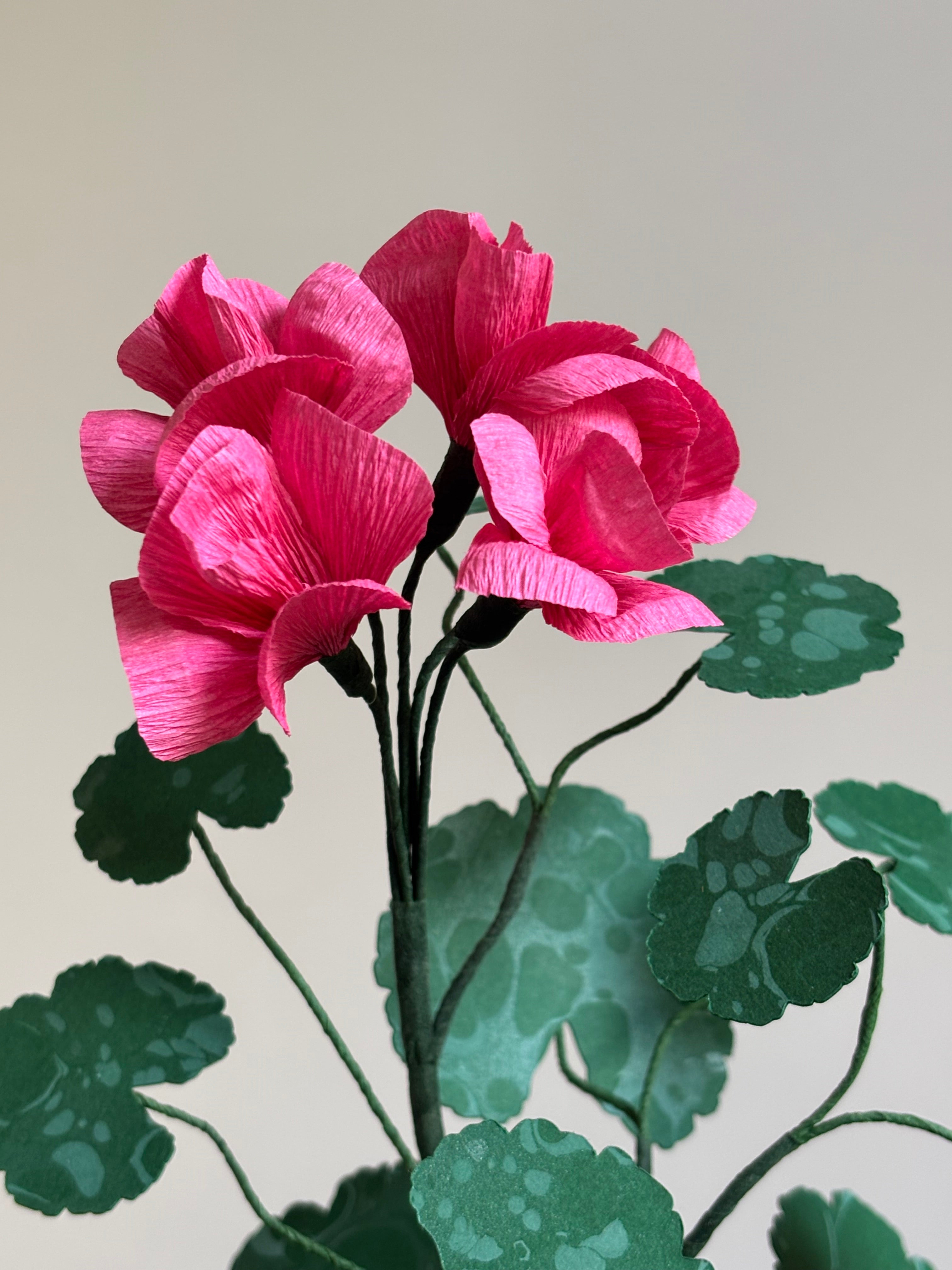 Paper Geranium