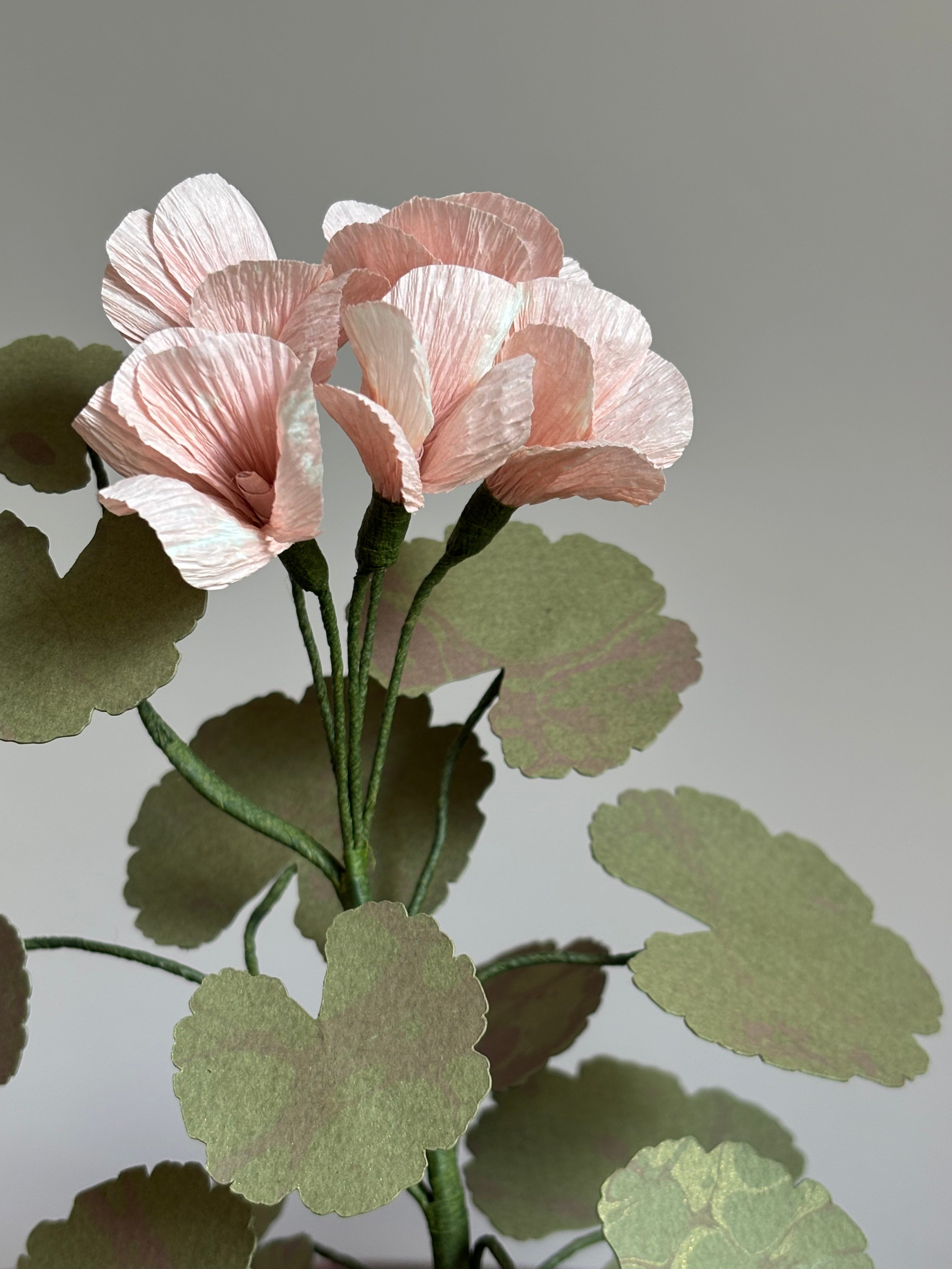 Paper Geranium