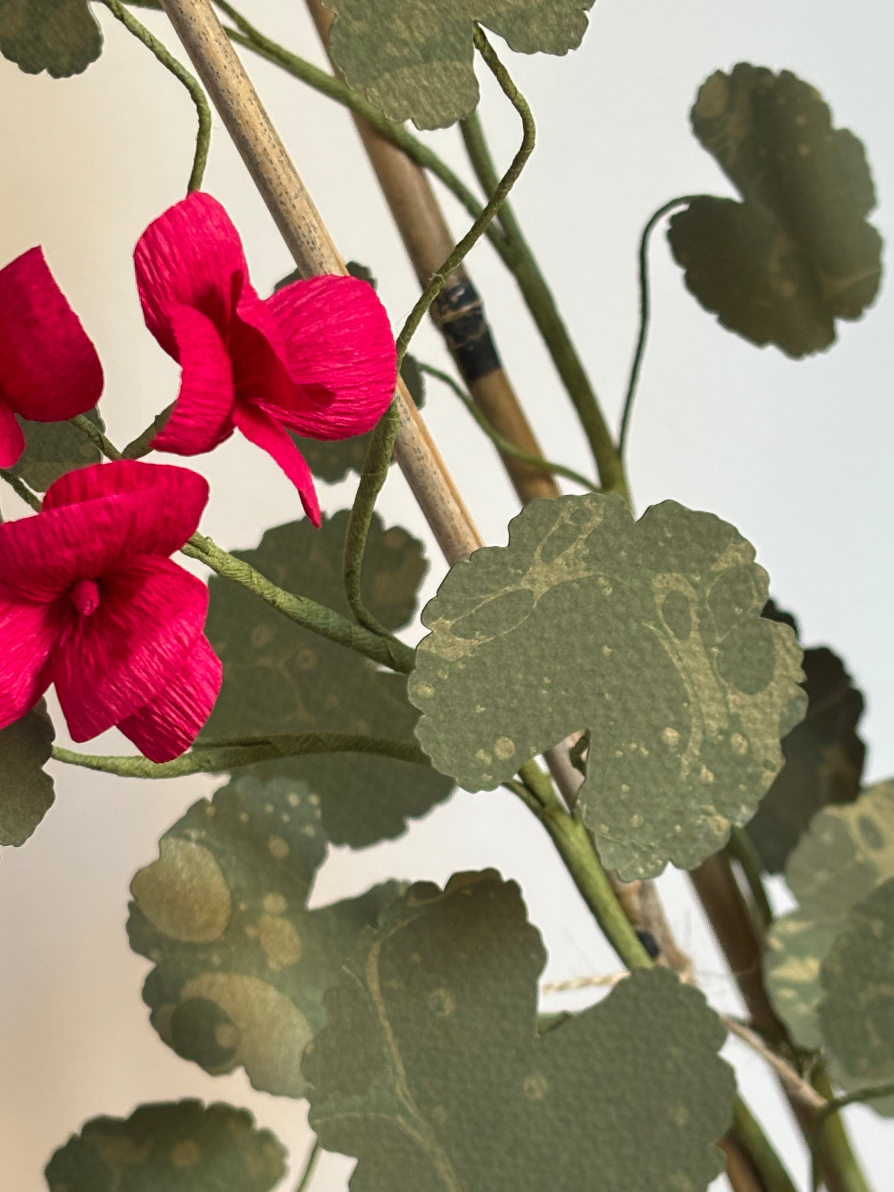 Paper Geranium