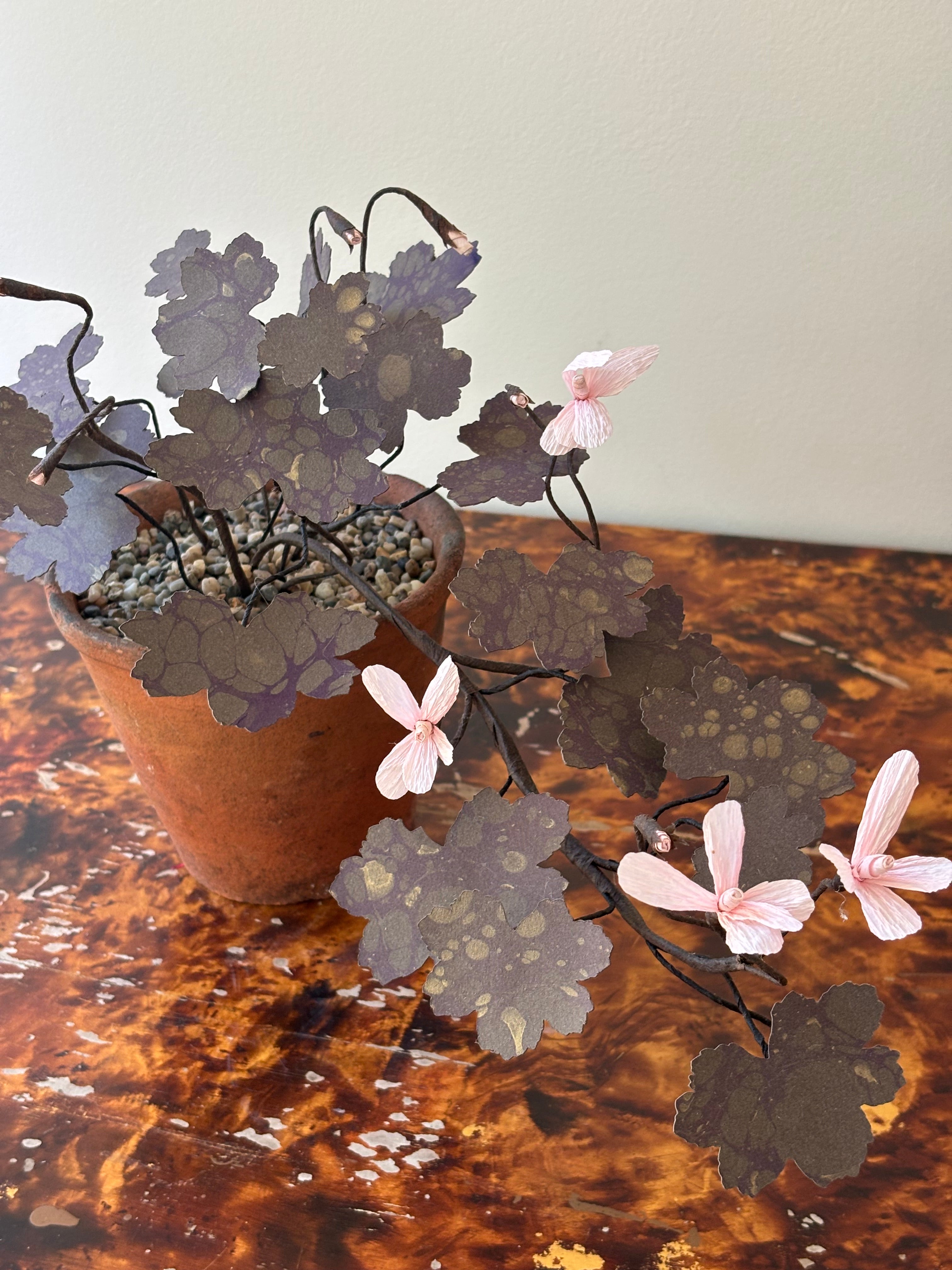 Paper Geranium, trailing