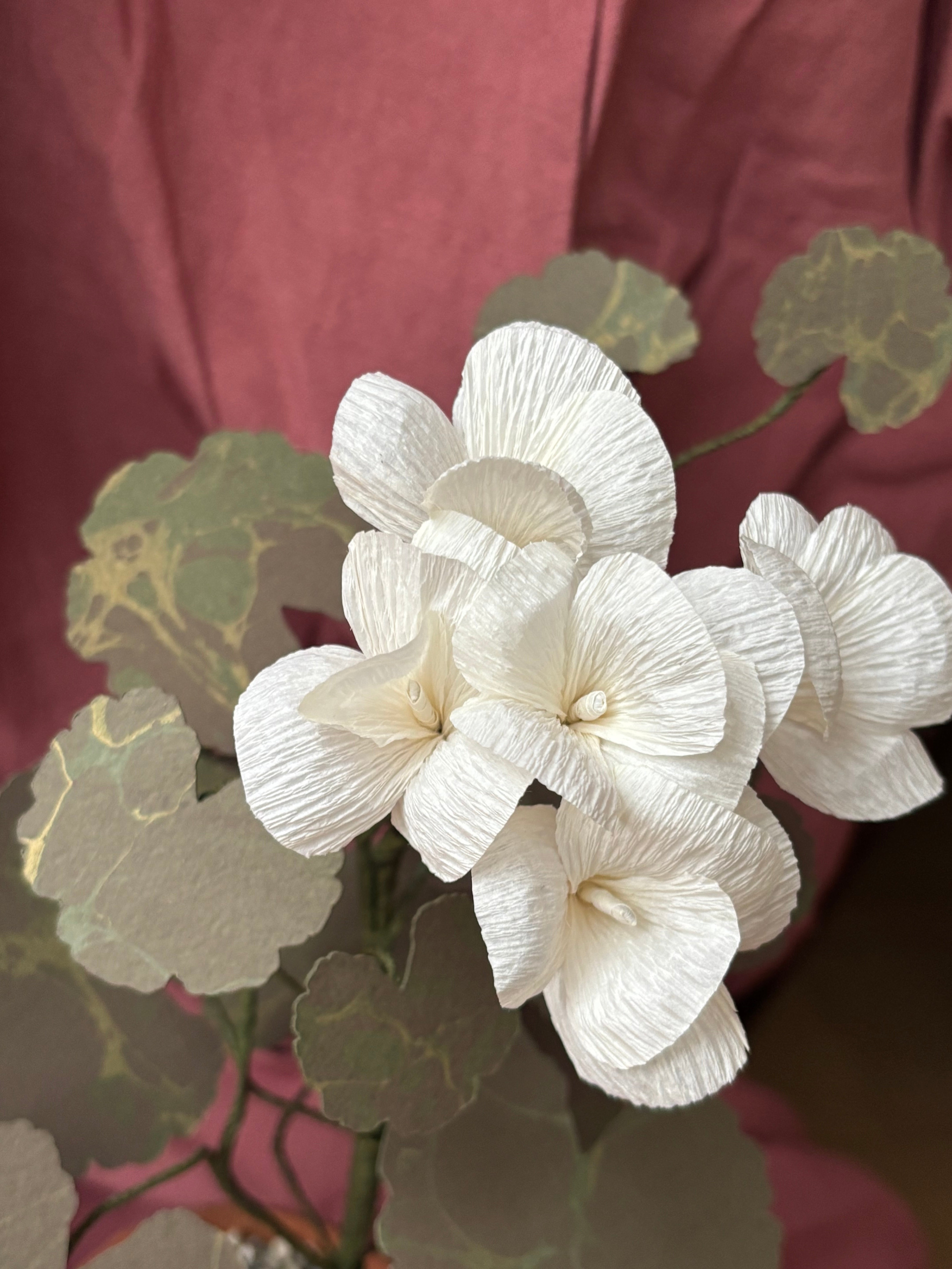 Paper Geranium