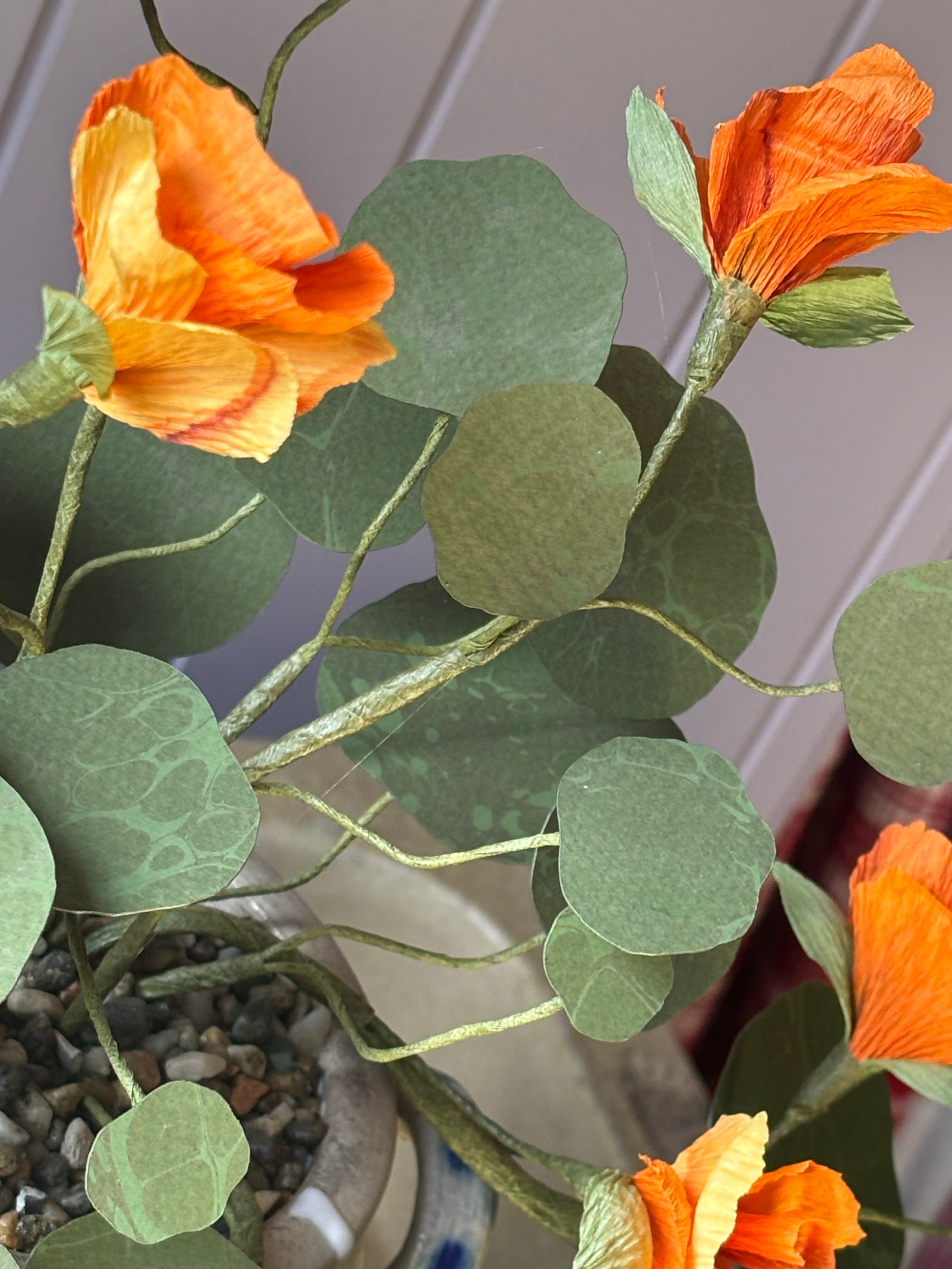 Nasturtium, trailing
