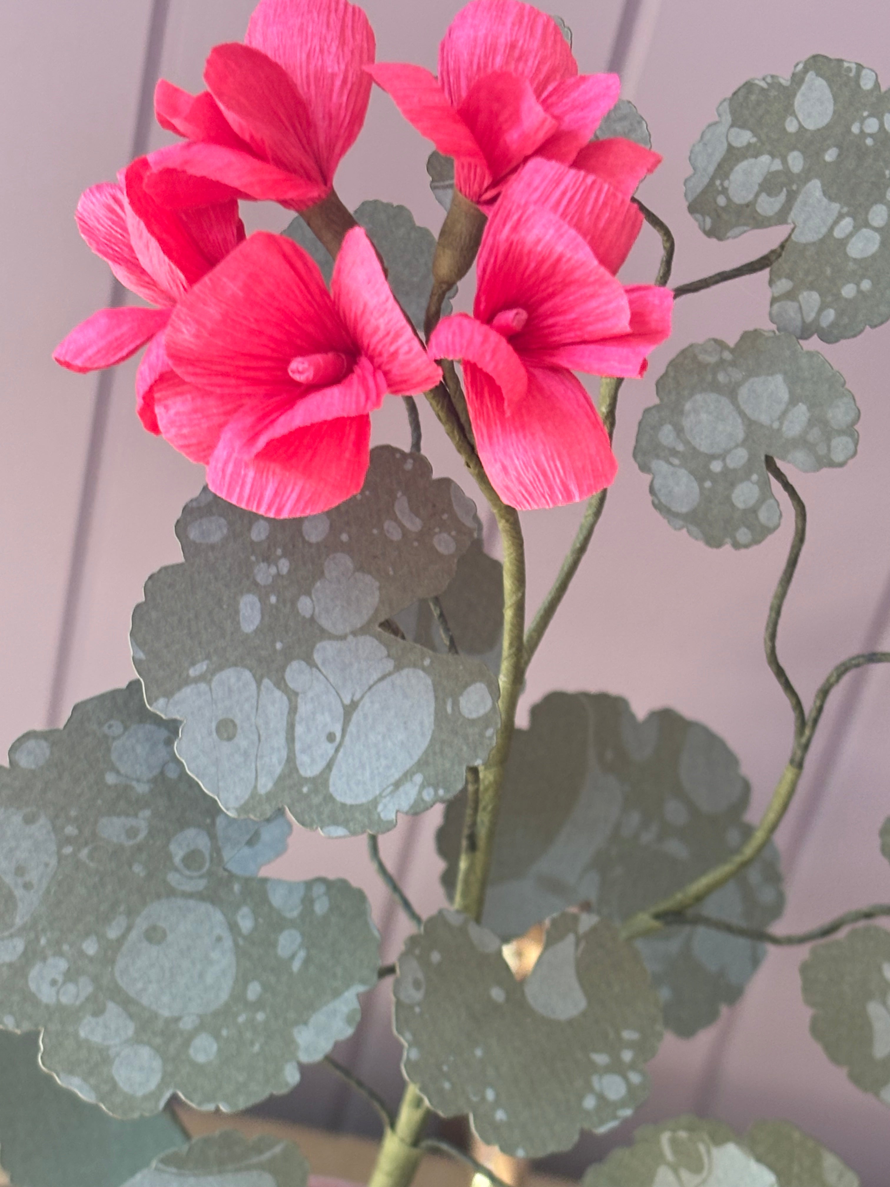 Paper geranium