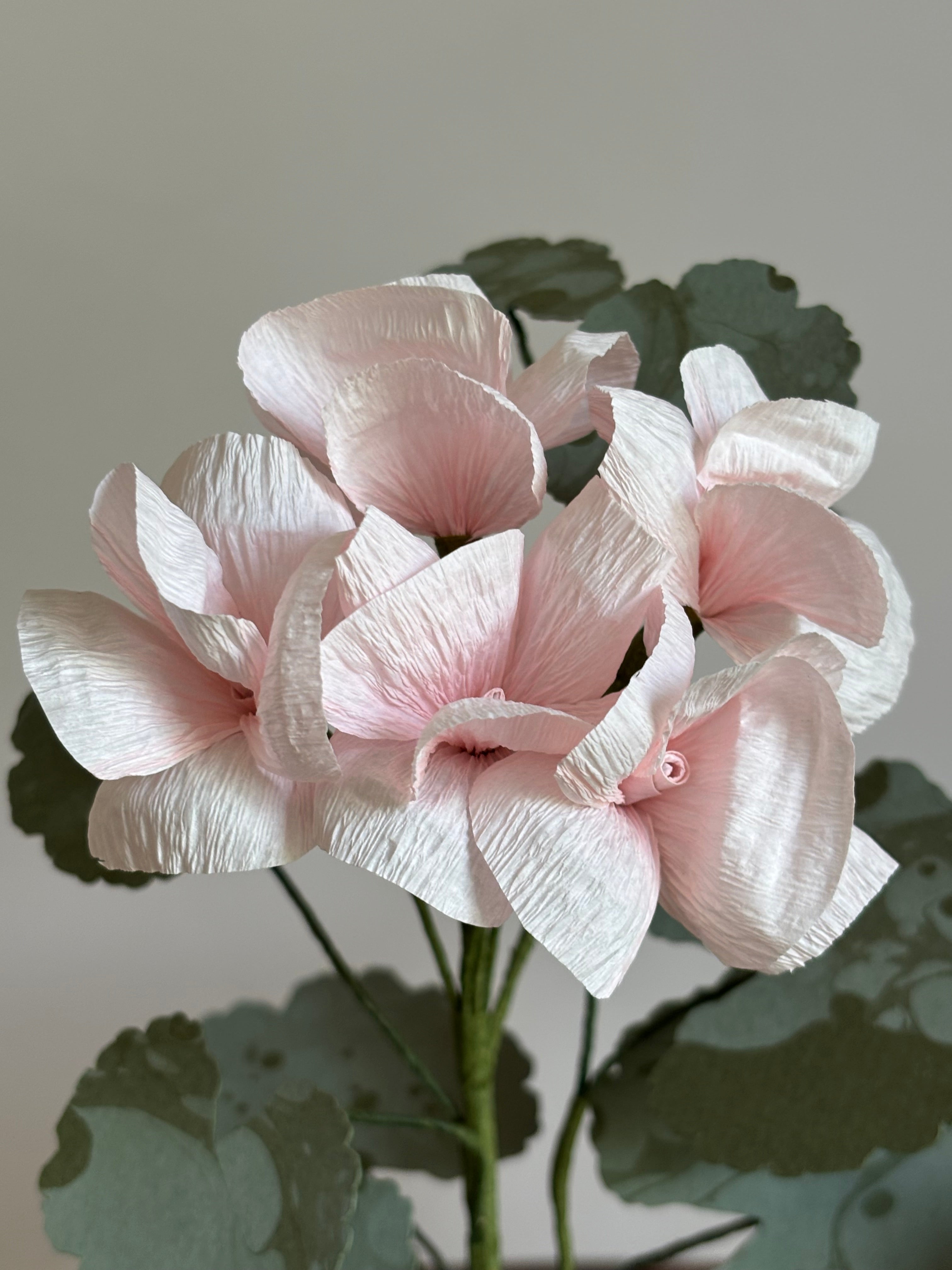 Paper Geranium