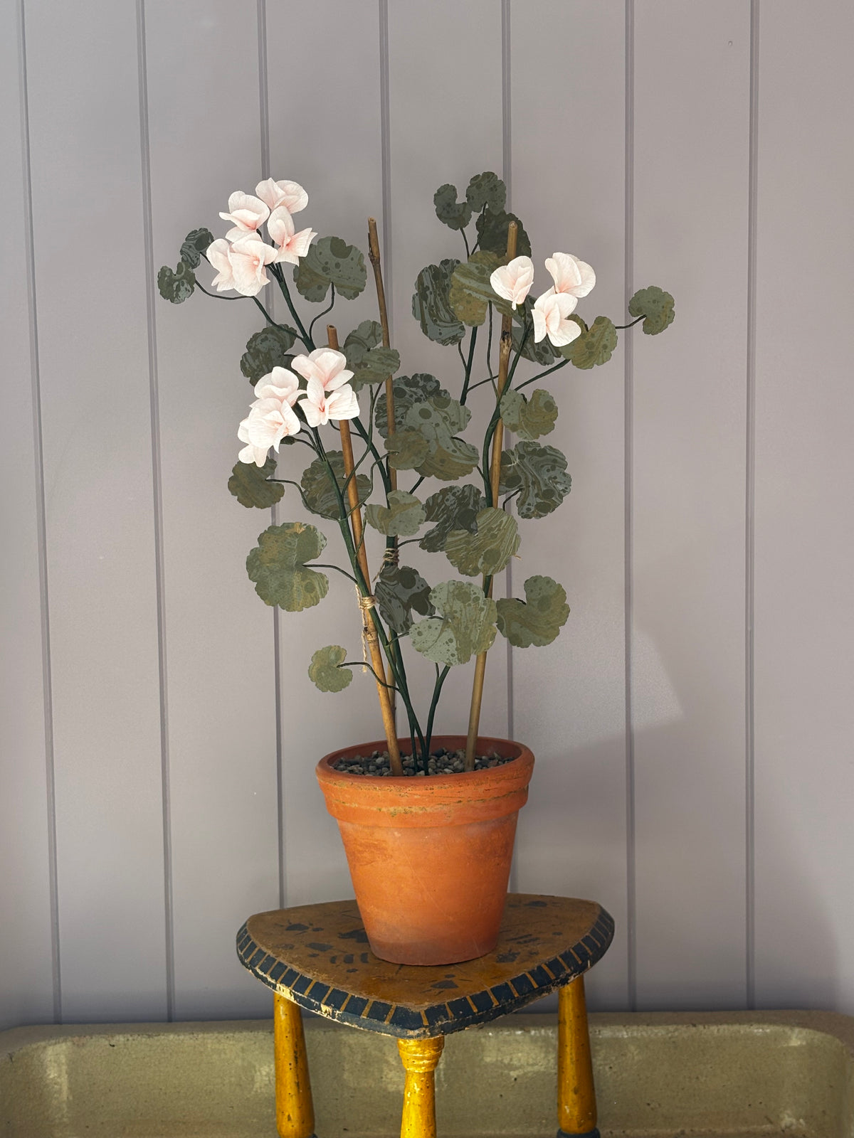 Paper geranium
