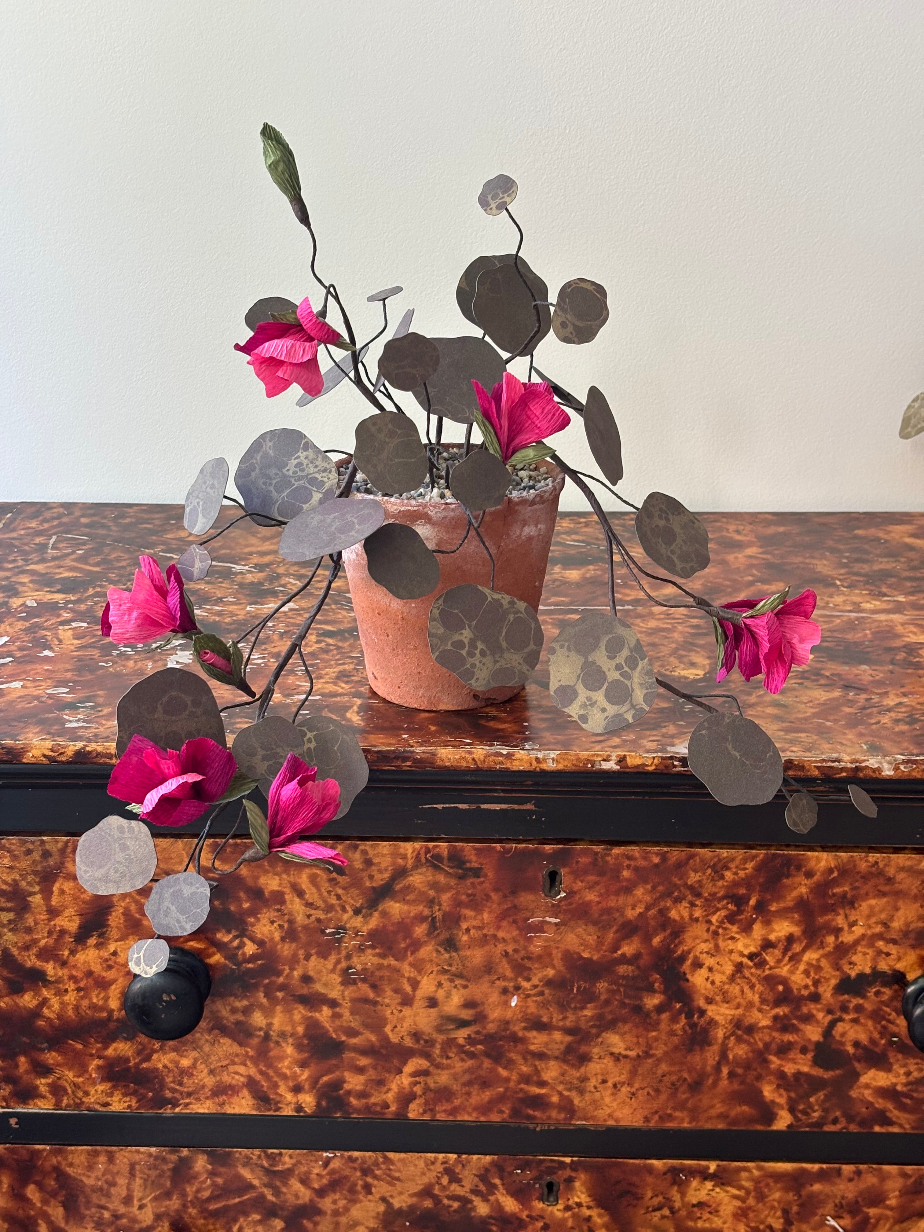 Paper nasturtium, trailing