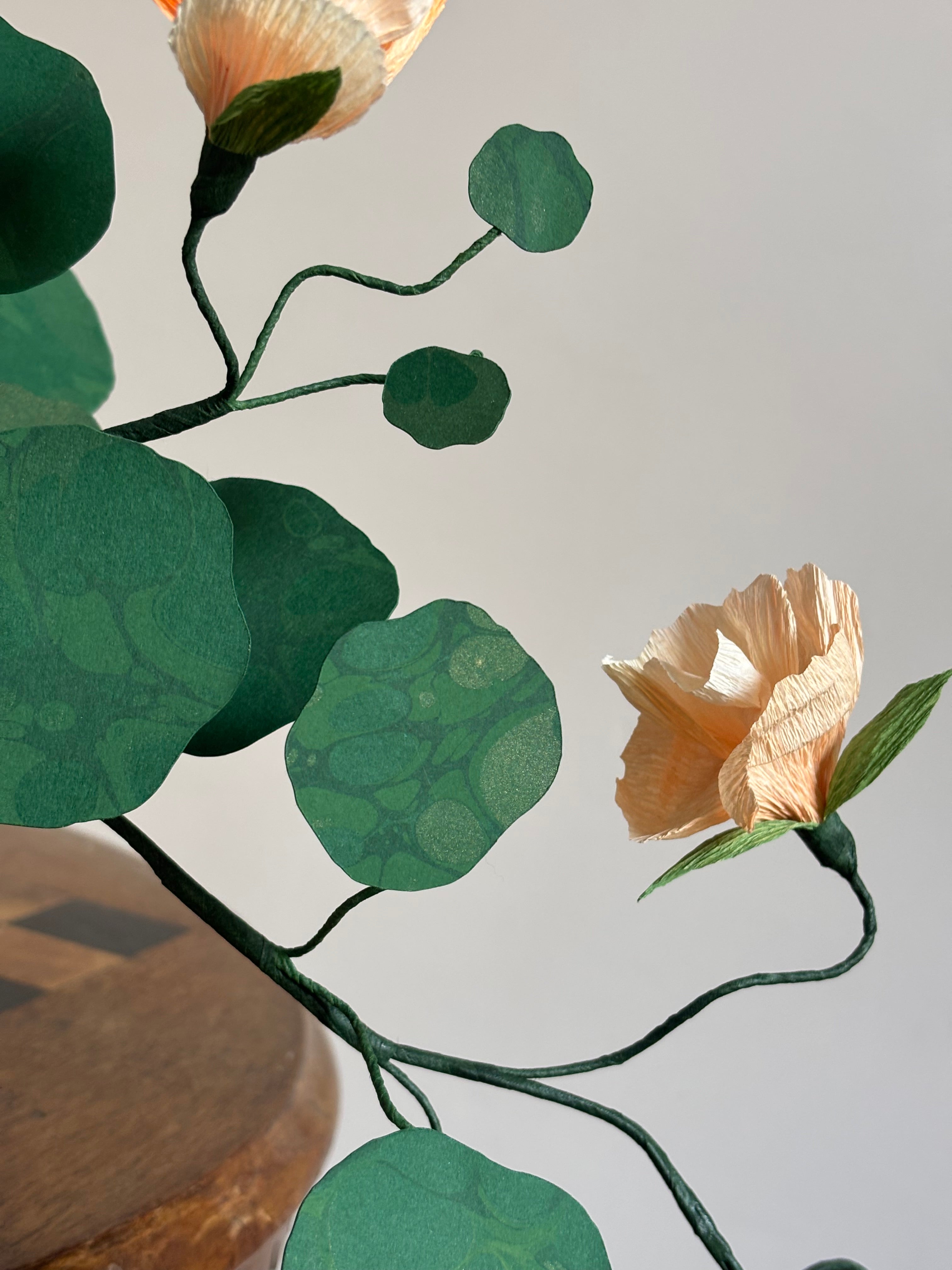 Nasturtium, trailing