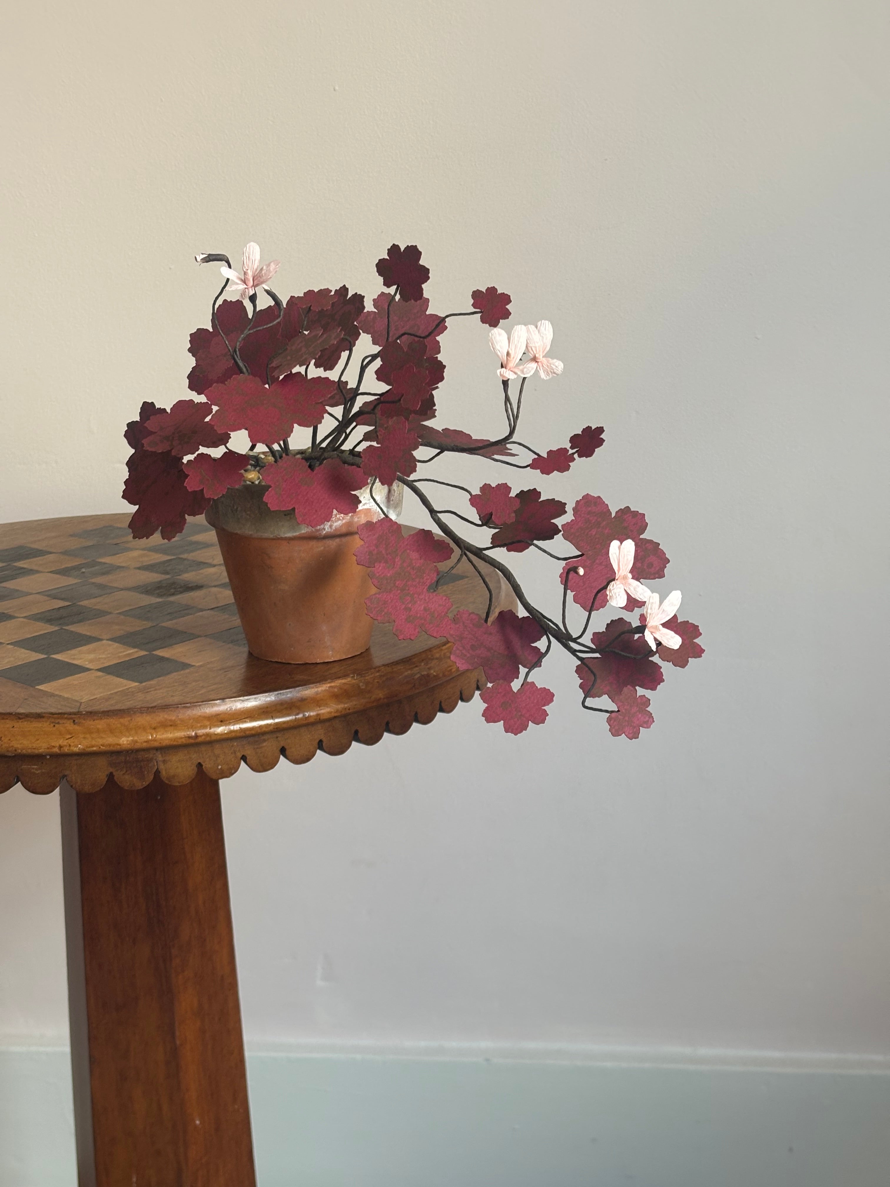 Paper Geranium, trailing