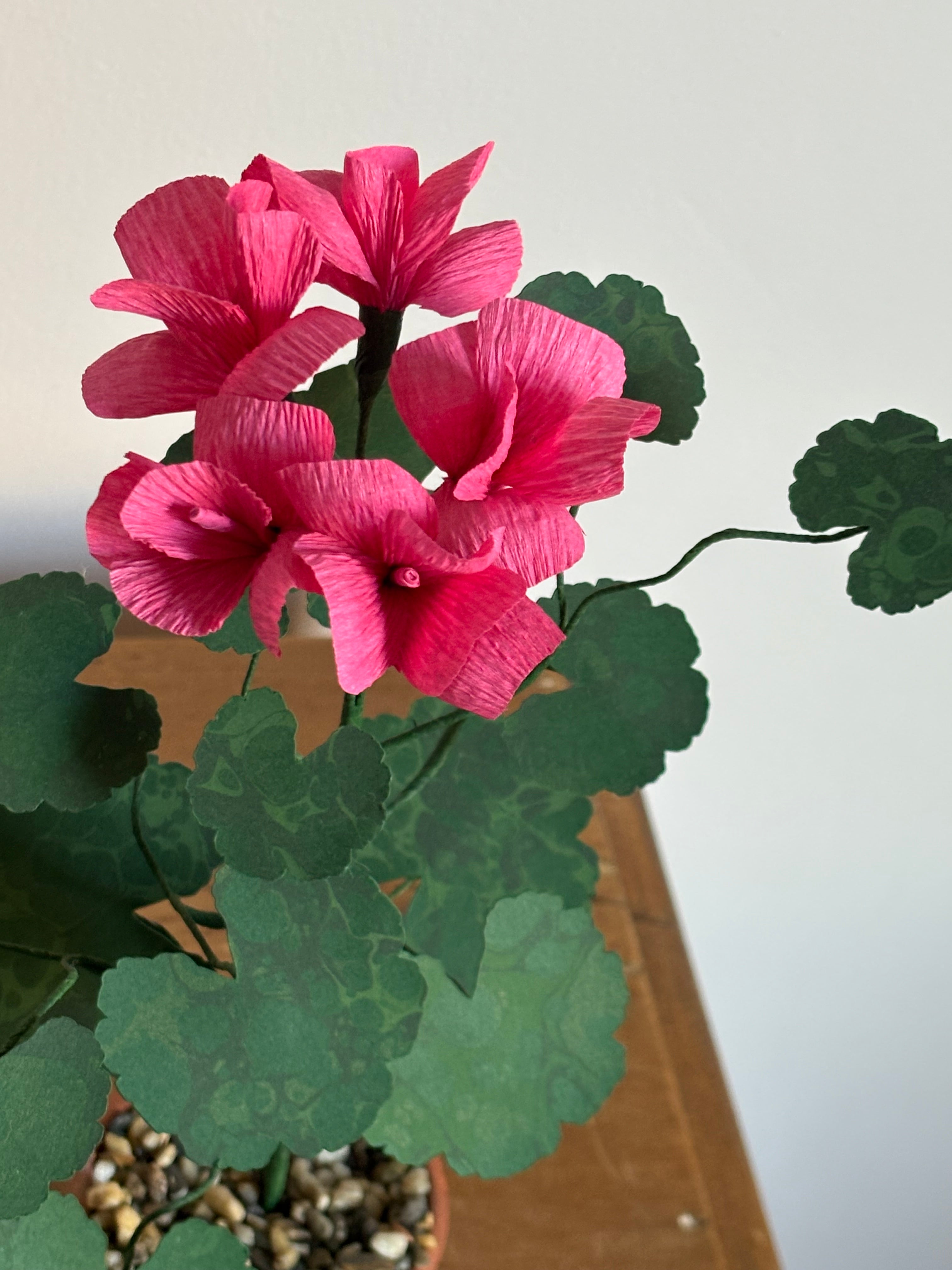 Paper Geranium