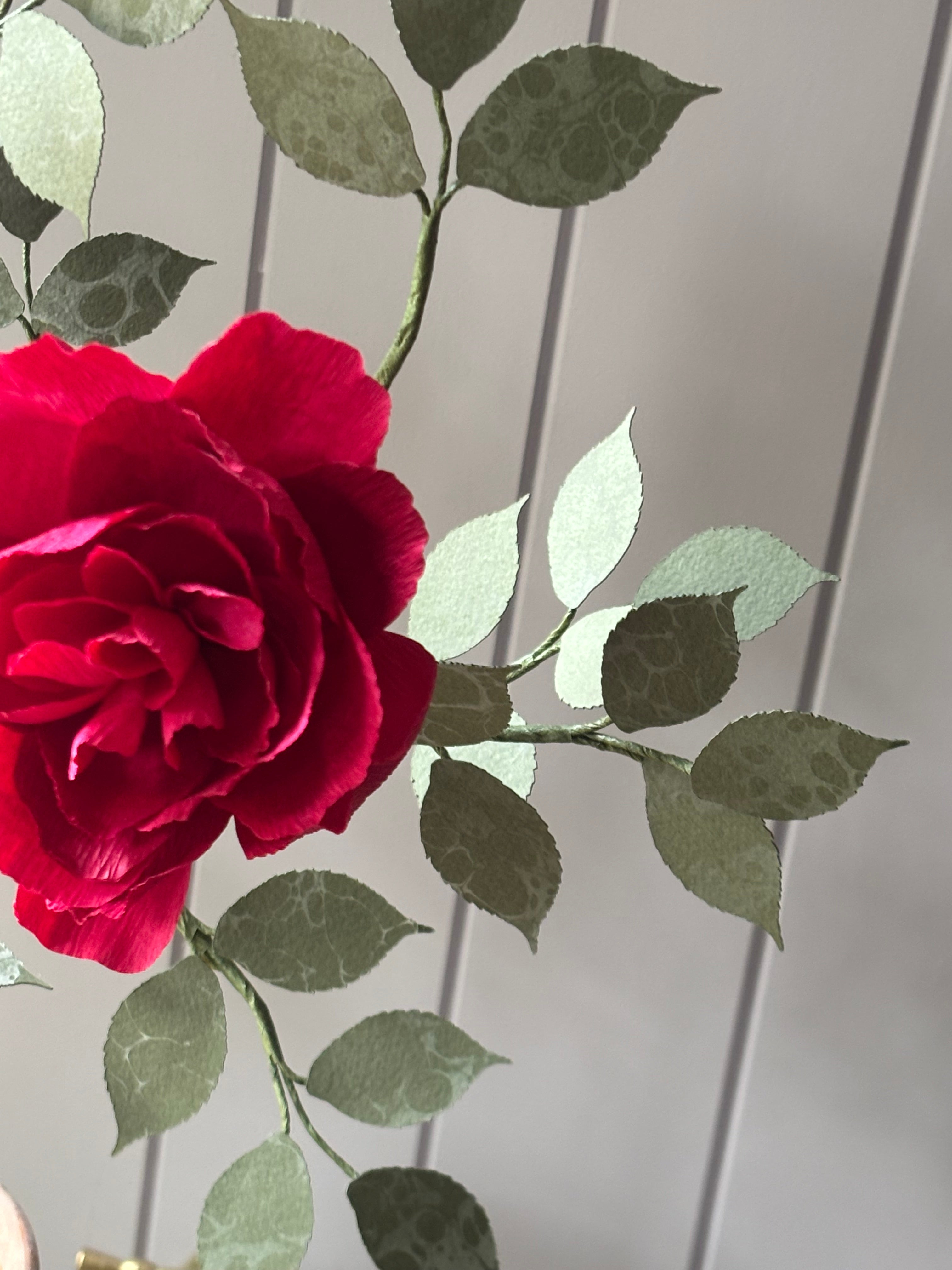 Paper Shrub Rose