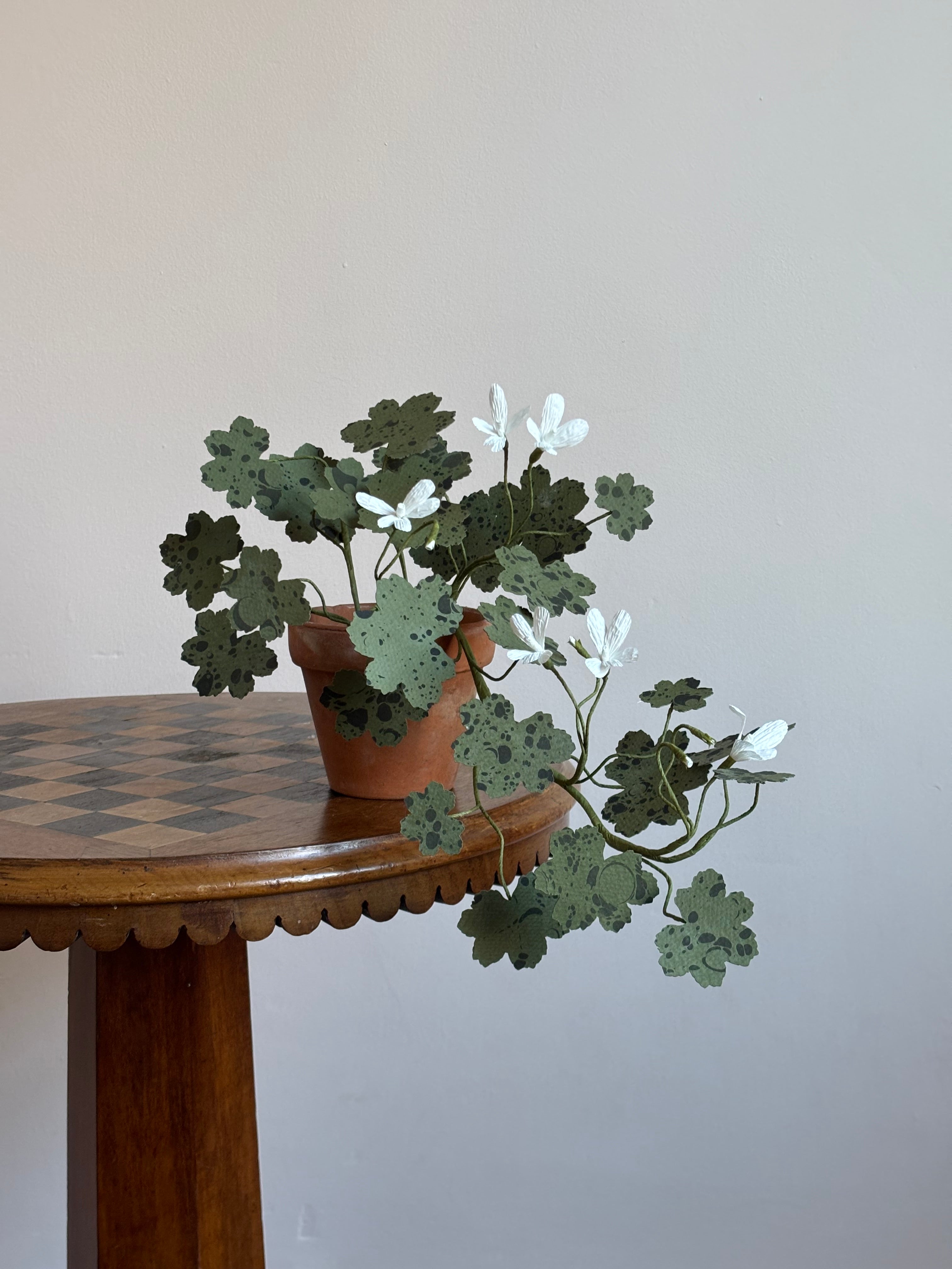 Paper Geranium, trailing