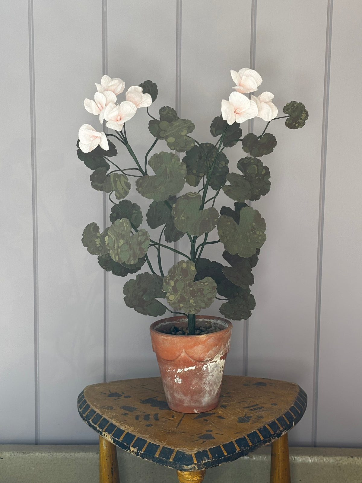 Paper geranium, scallop pot