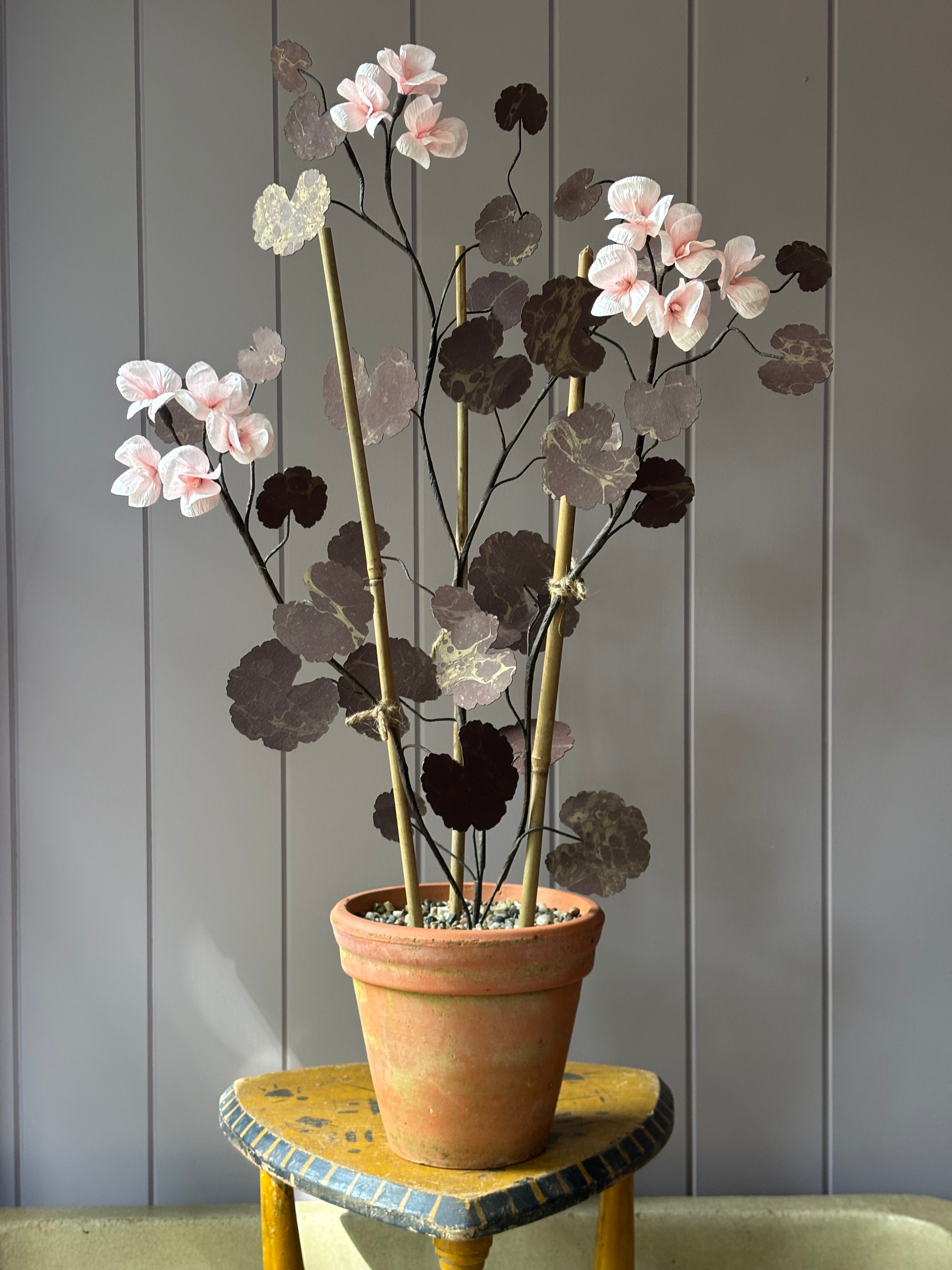 Paper geranium