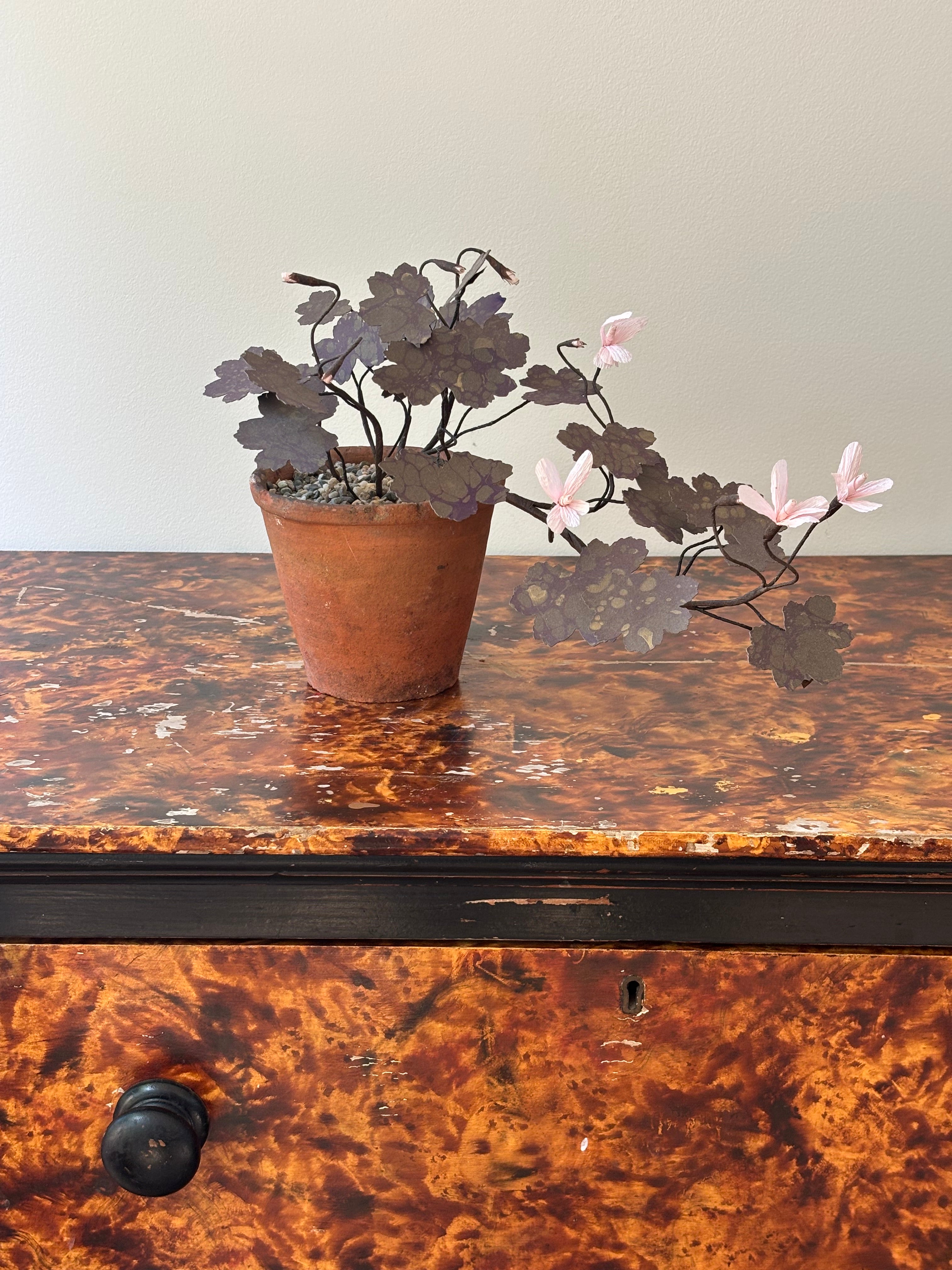 Paper Geranium, trailing