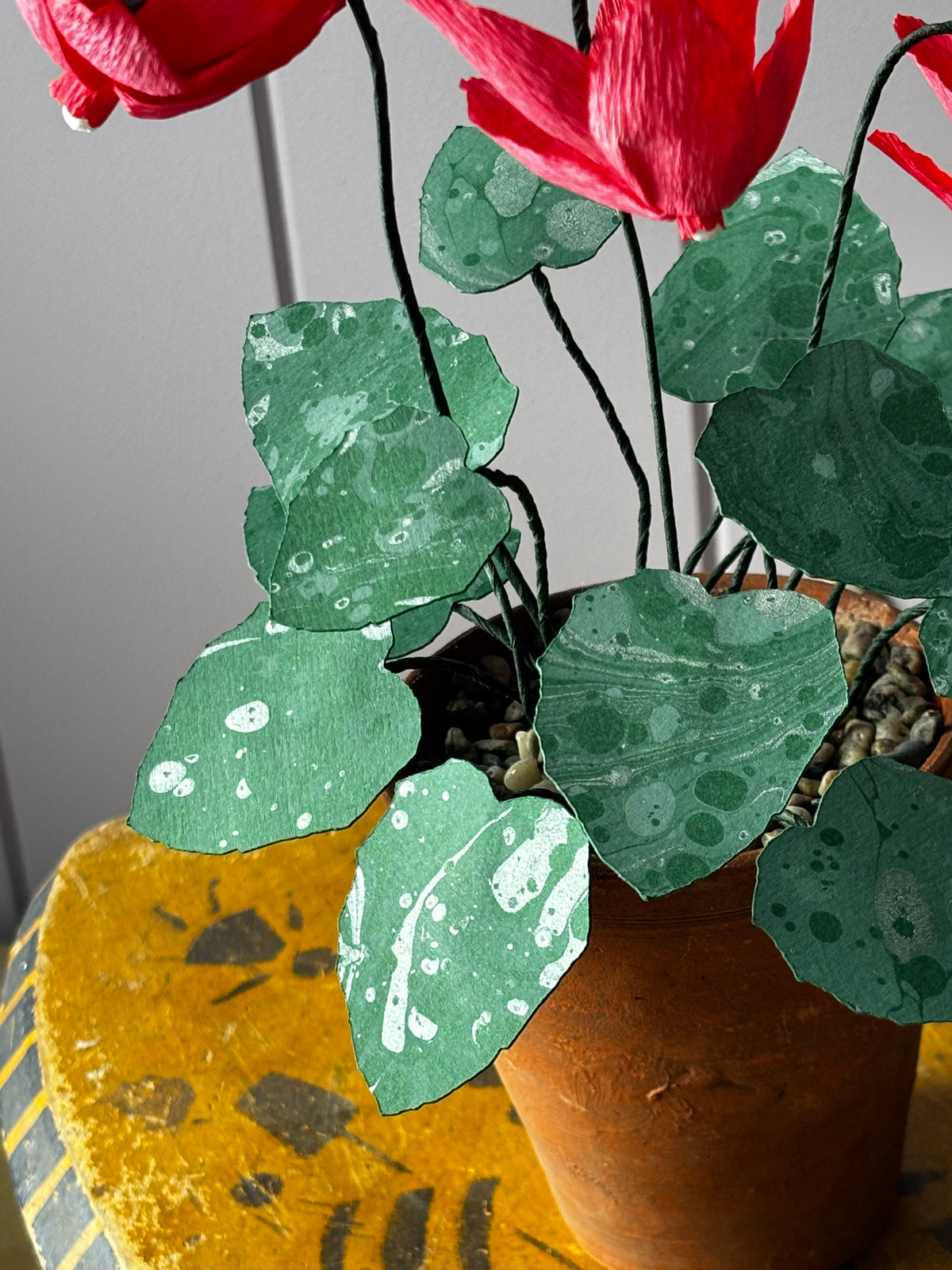 Cyclamen
