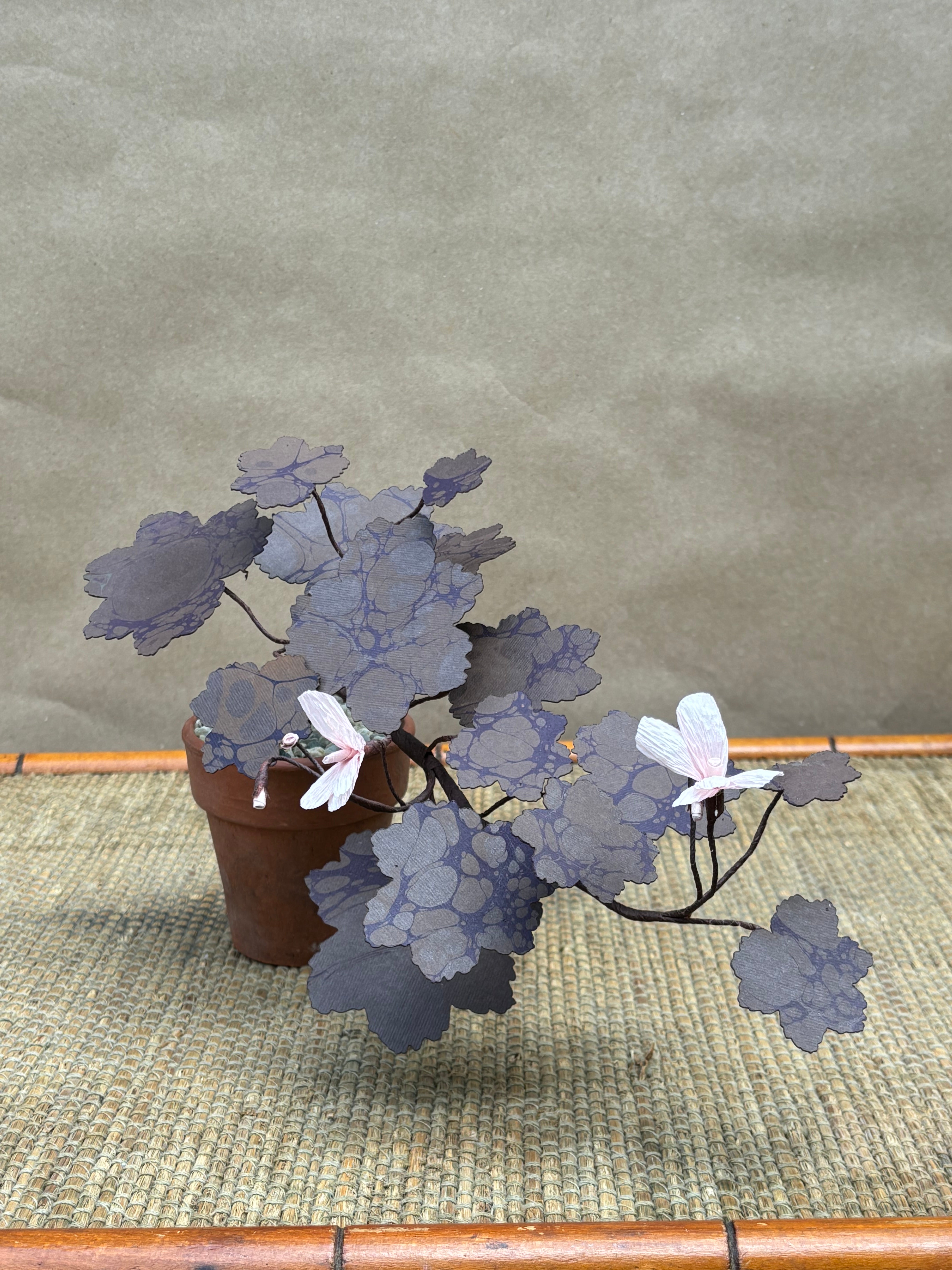 Paper Geranium, trailing