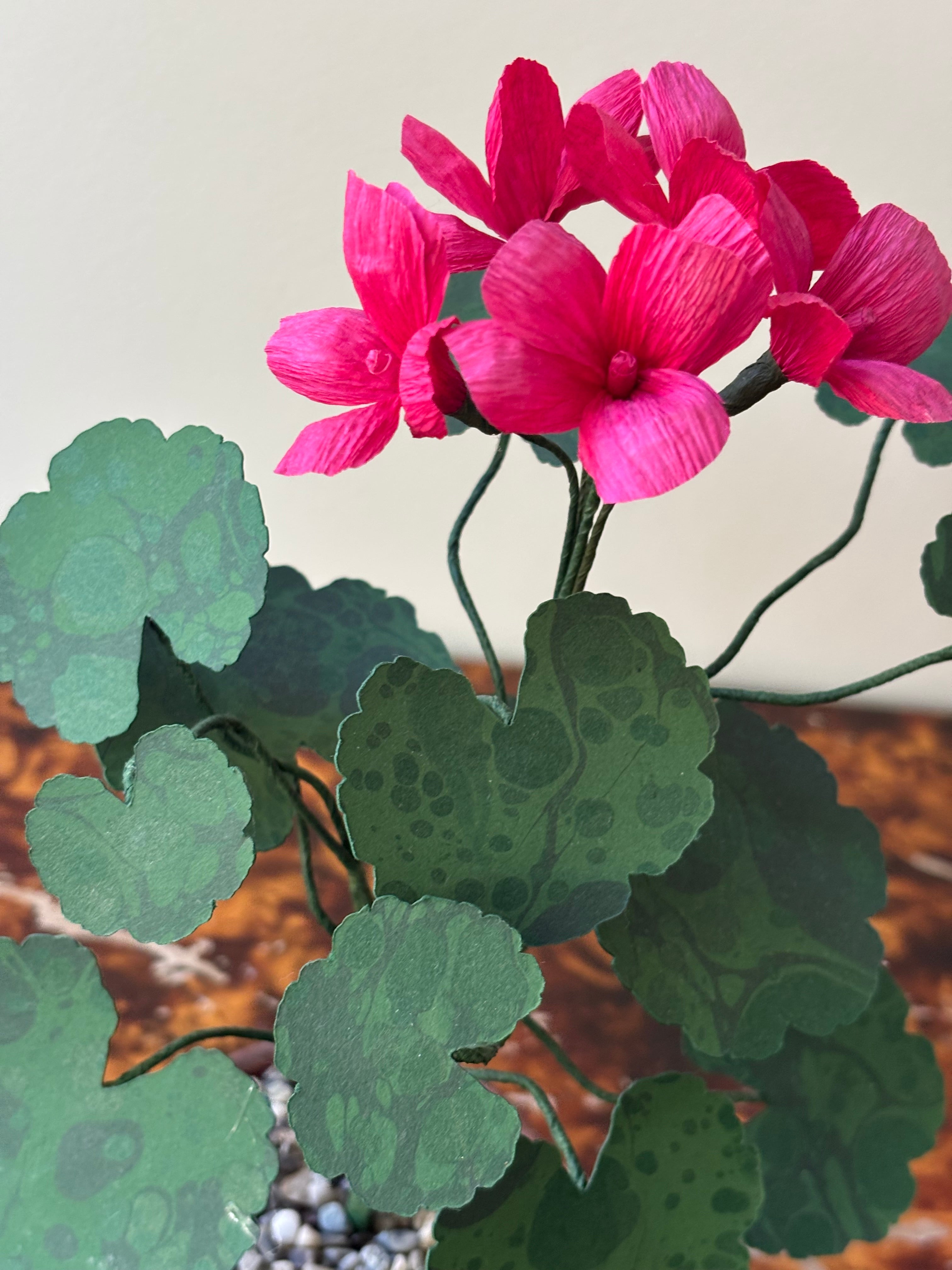 Paper Geranium