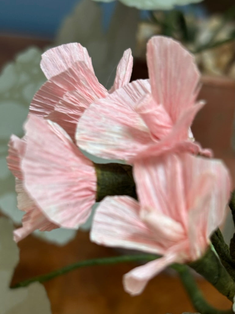 Geranium, trailing