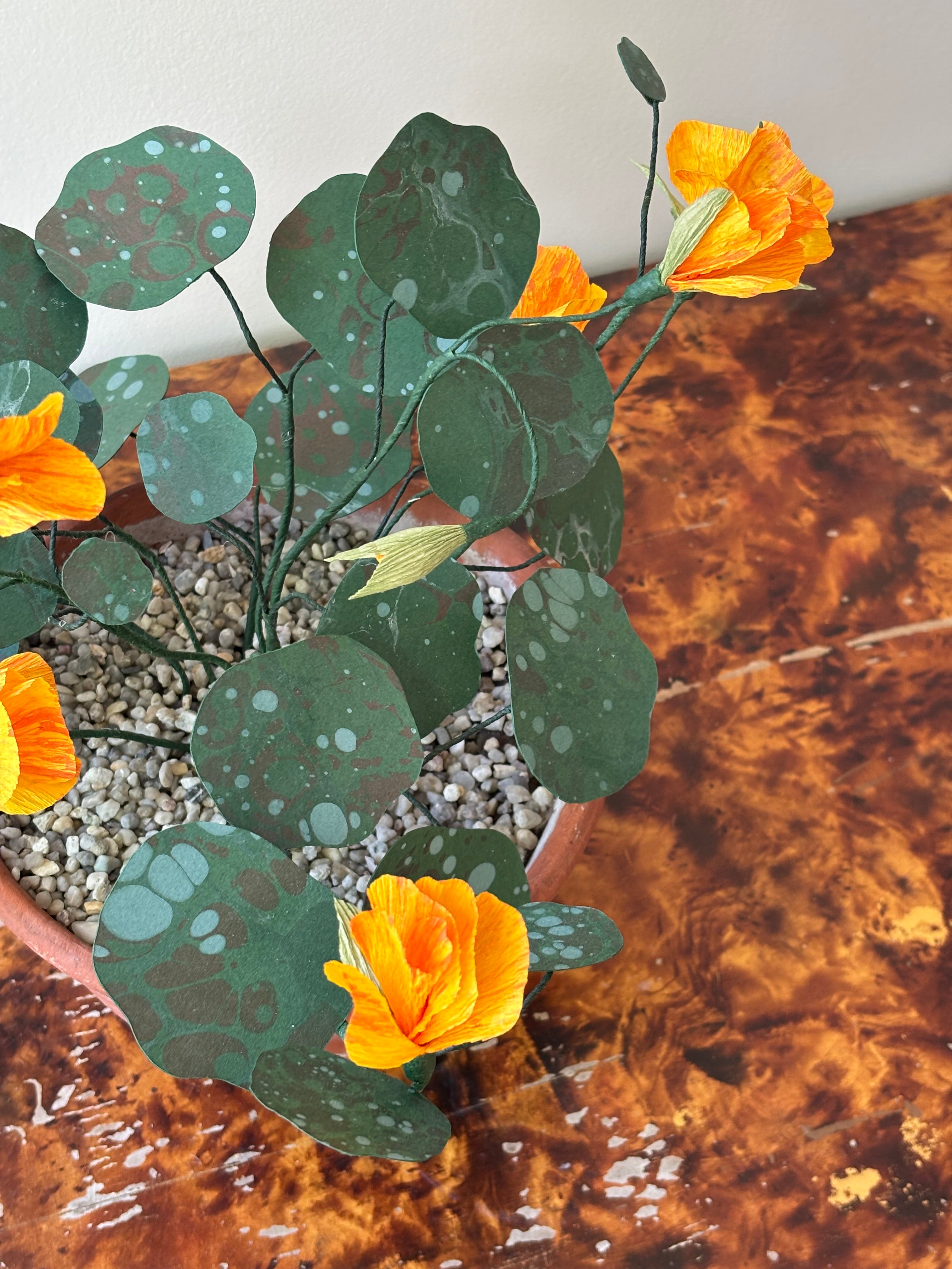 Nasturtium, trailing