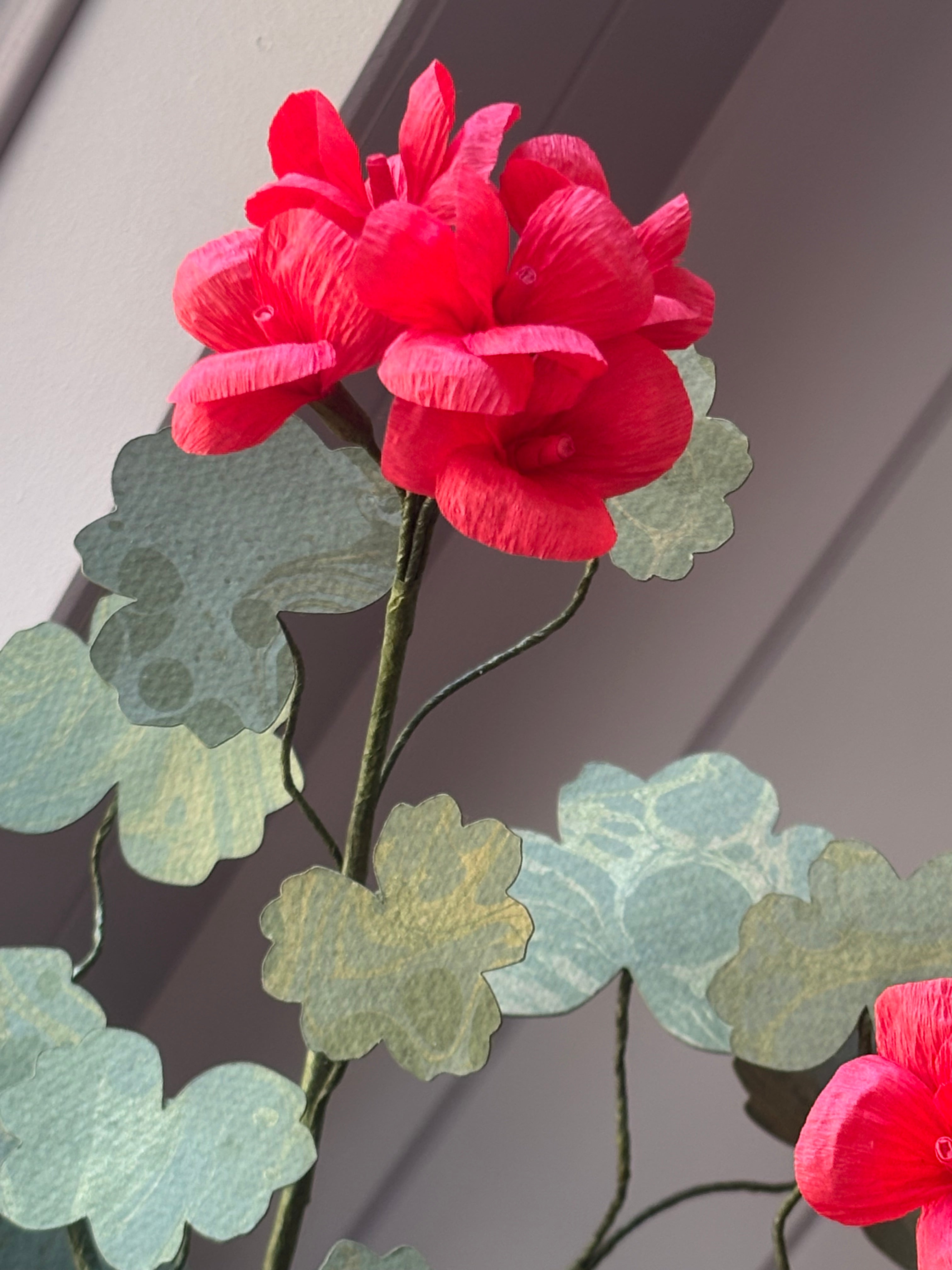 Paper geranium