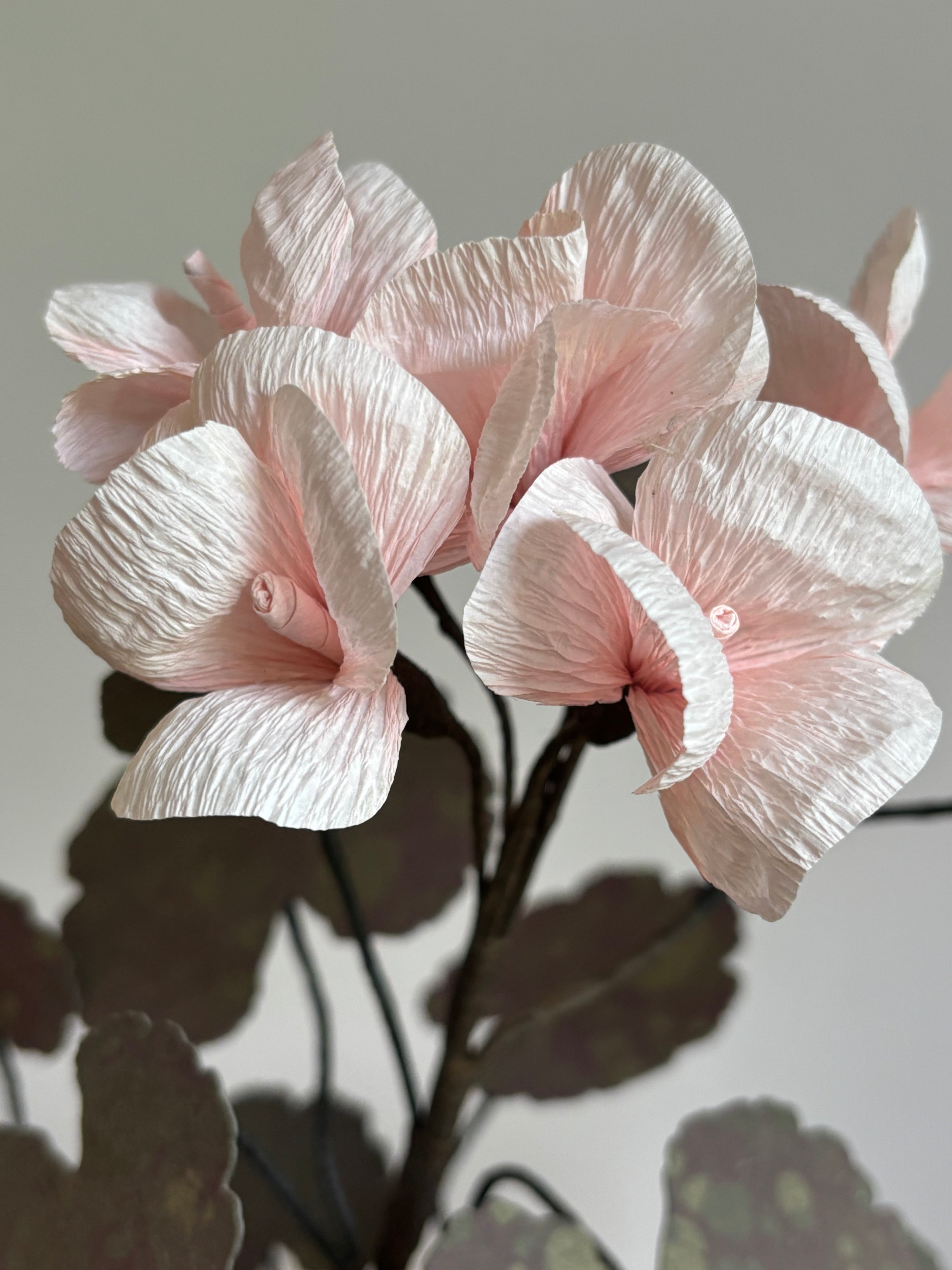 Paper Geranium