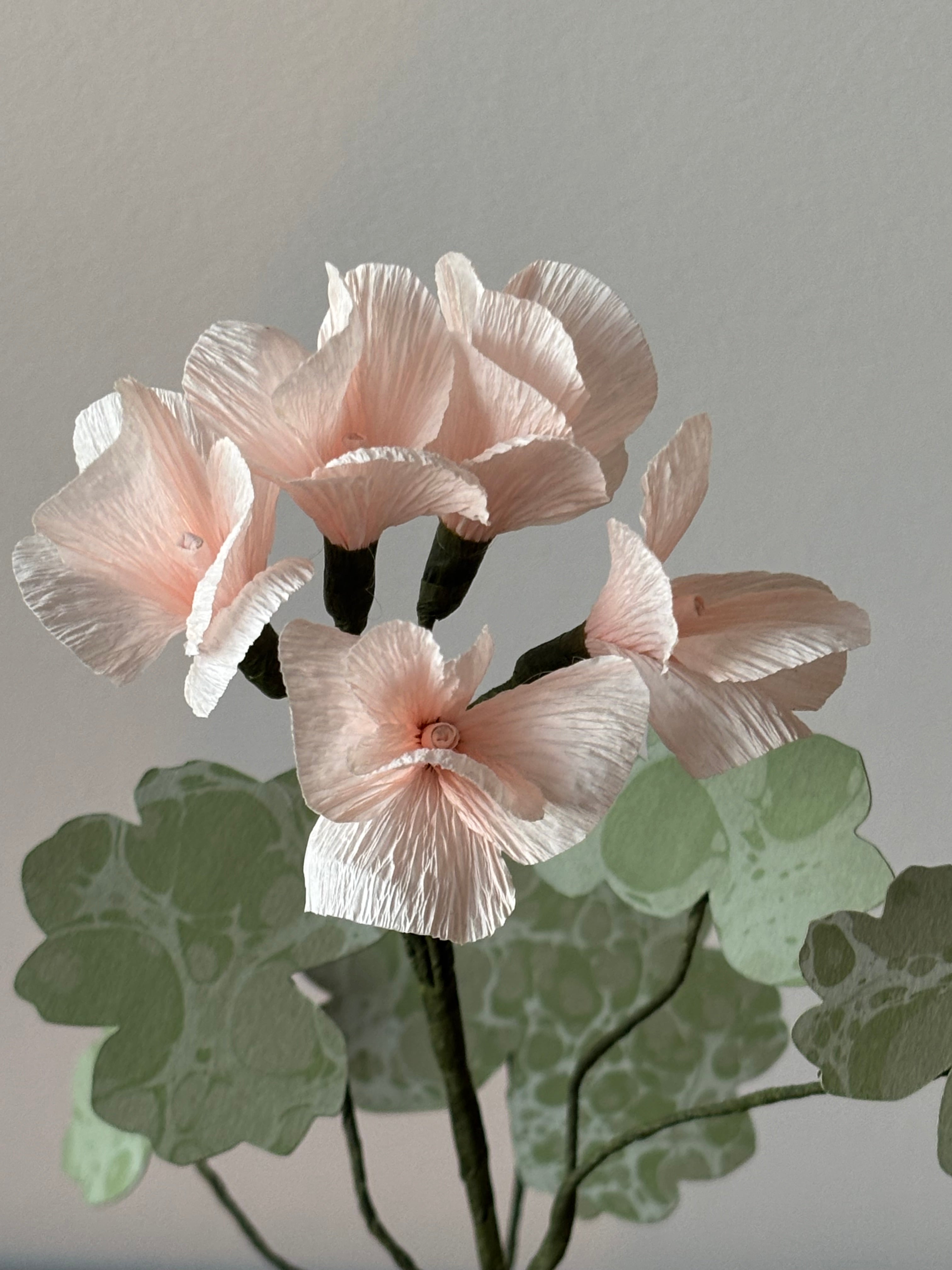 Paper Geranium