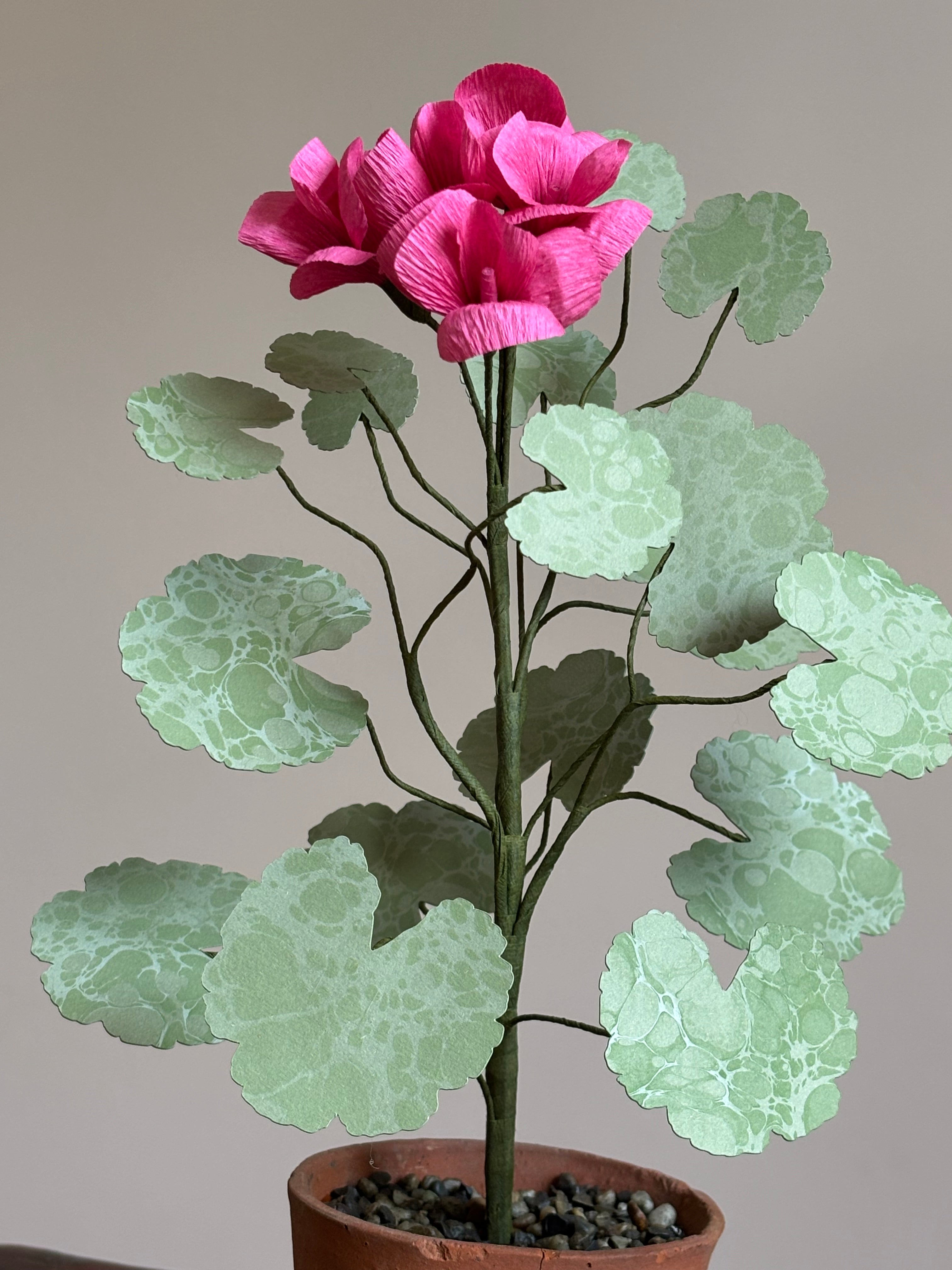Paper Geranium