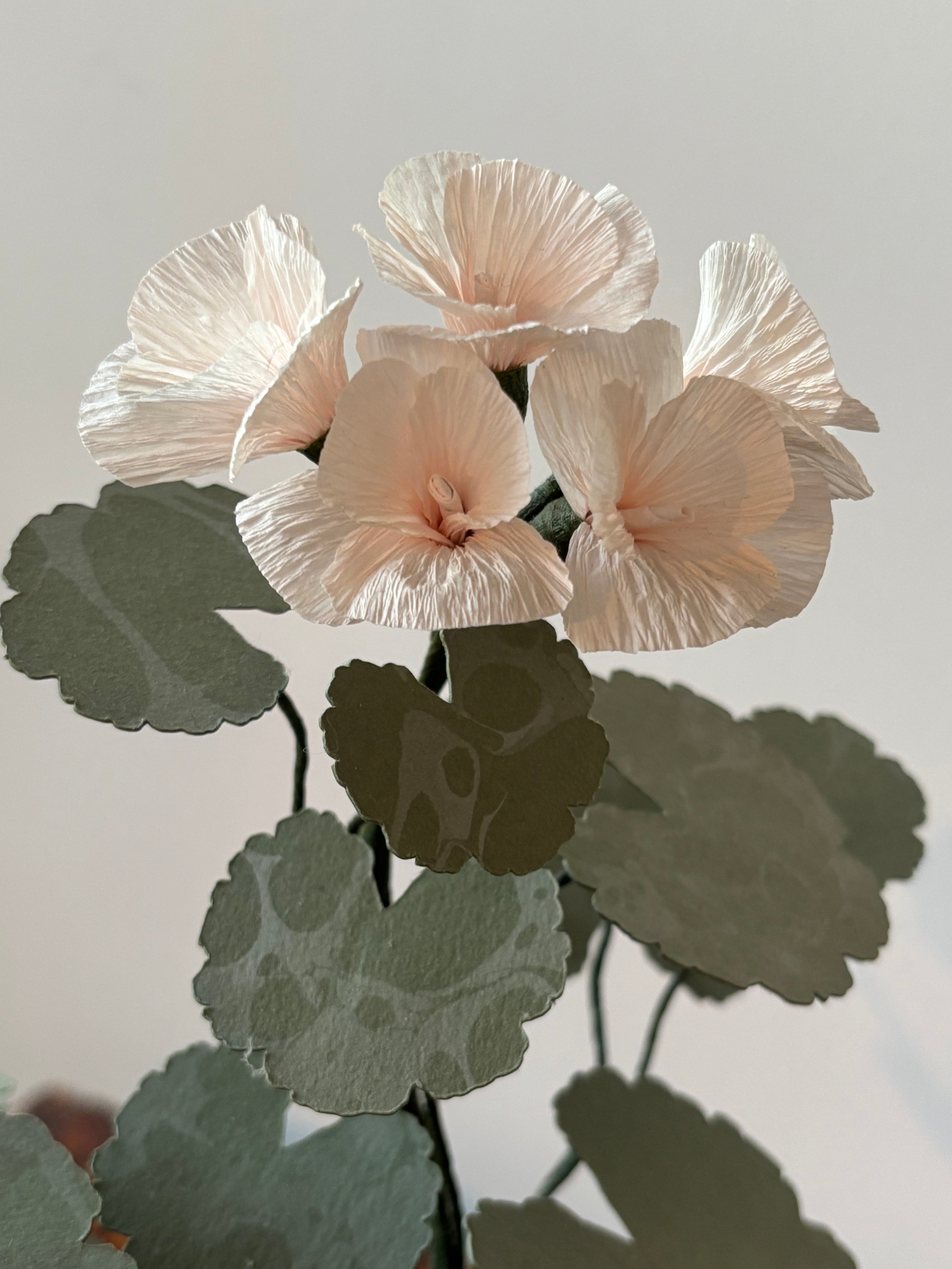 Paper Geranium