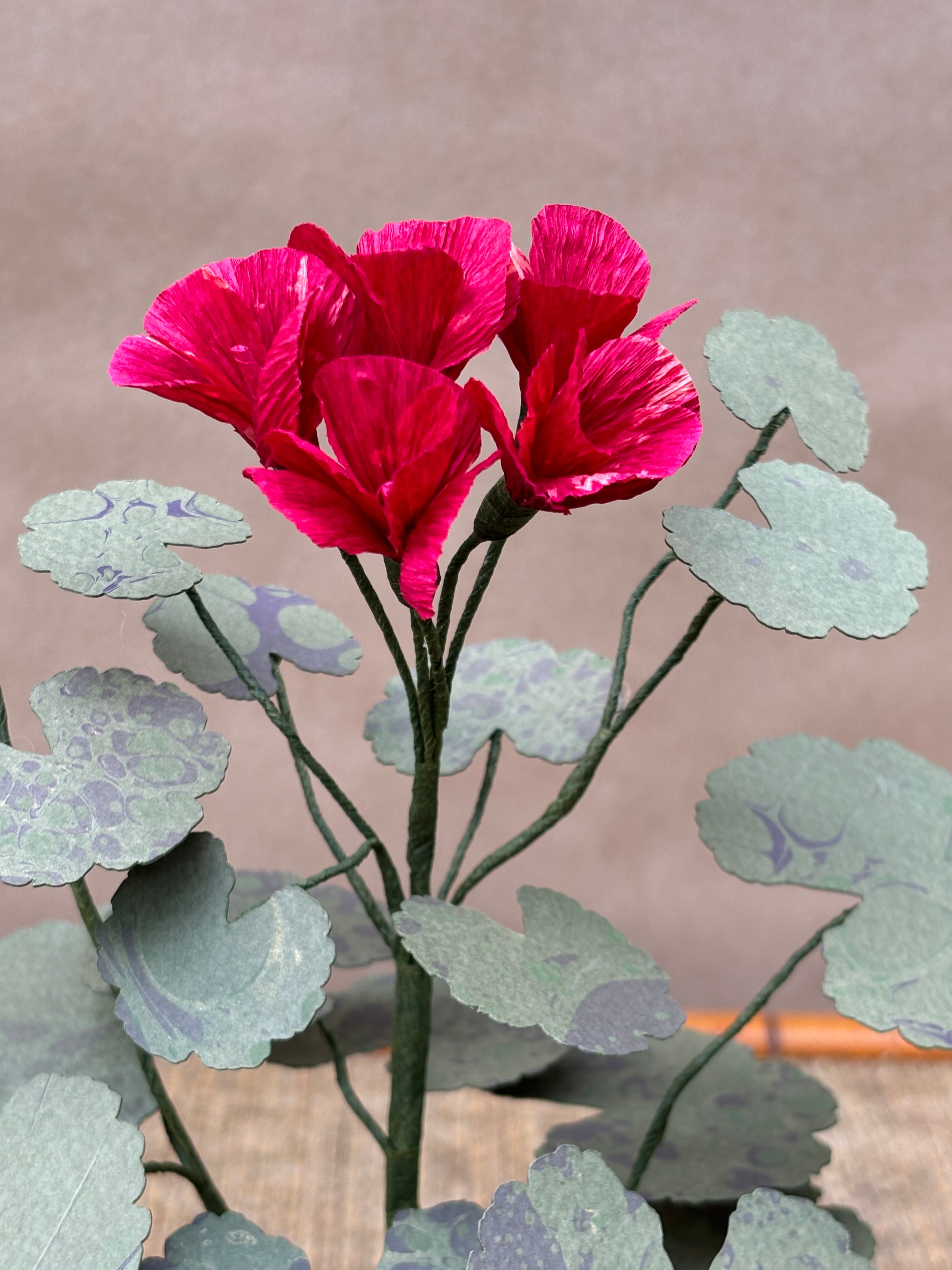 Paper Geranium