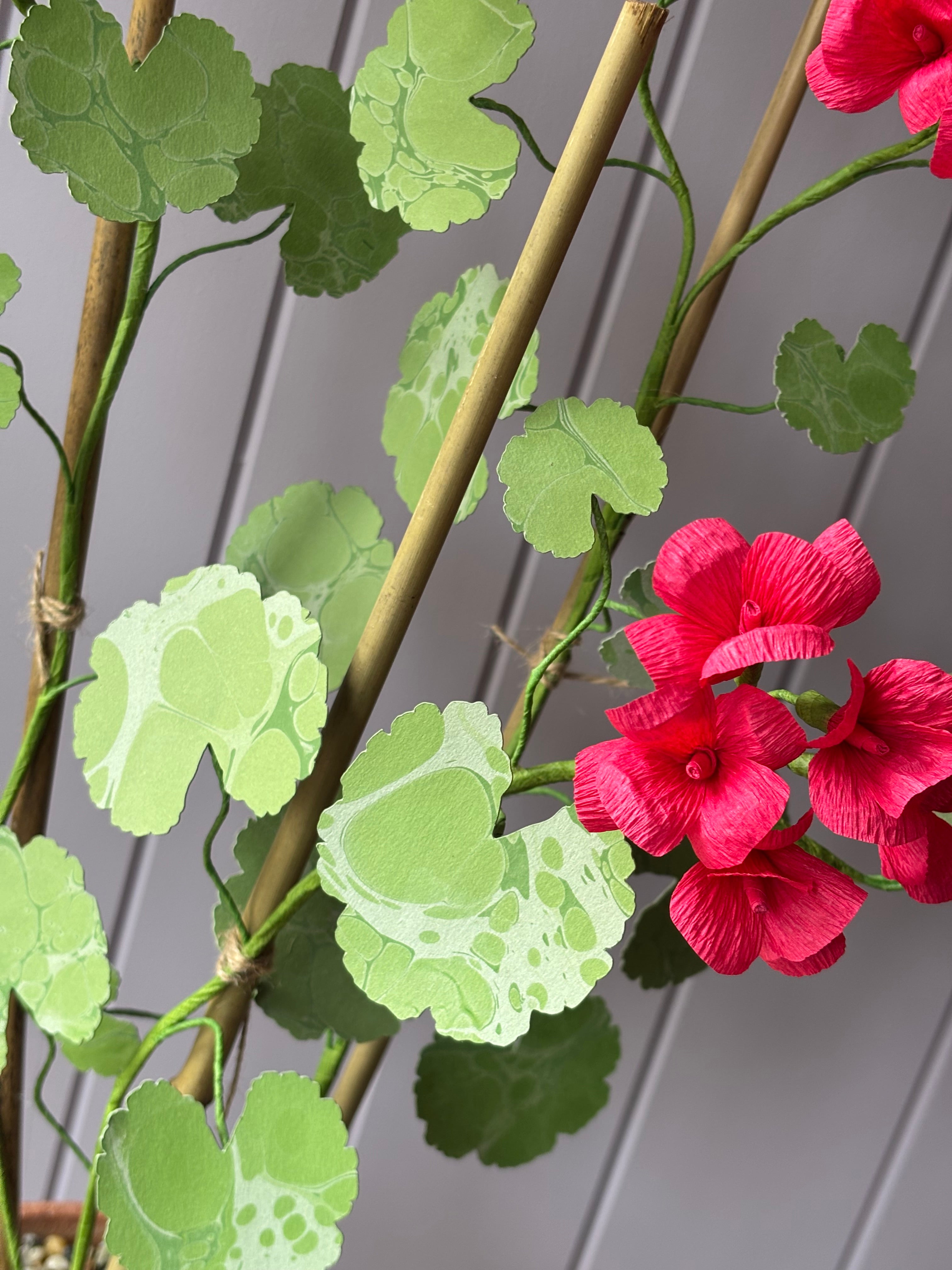 Paper geranium