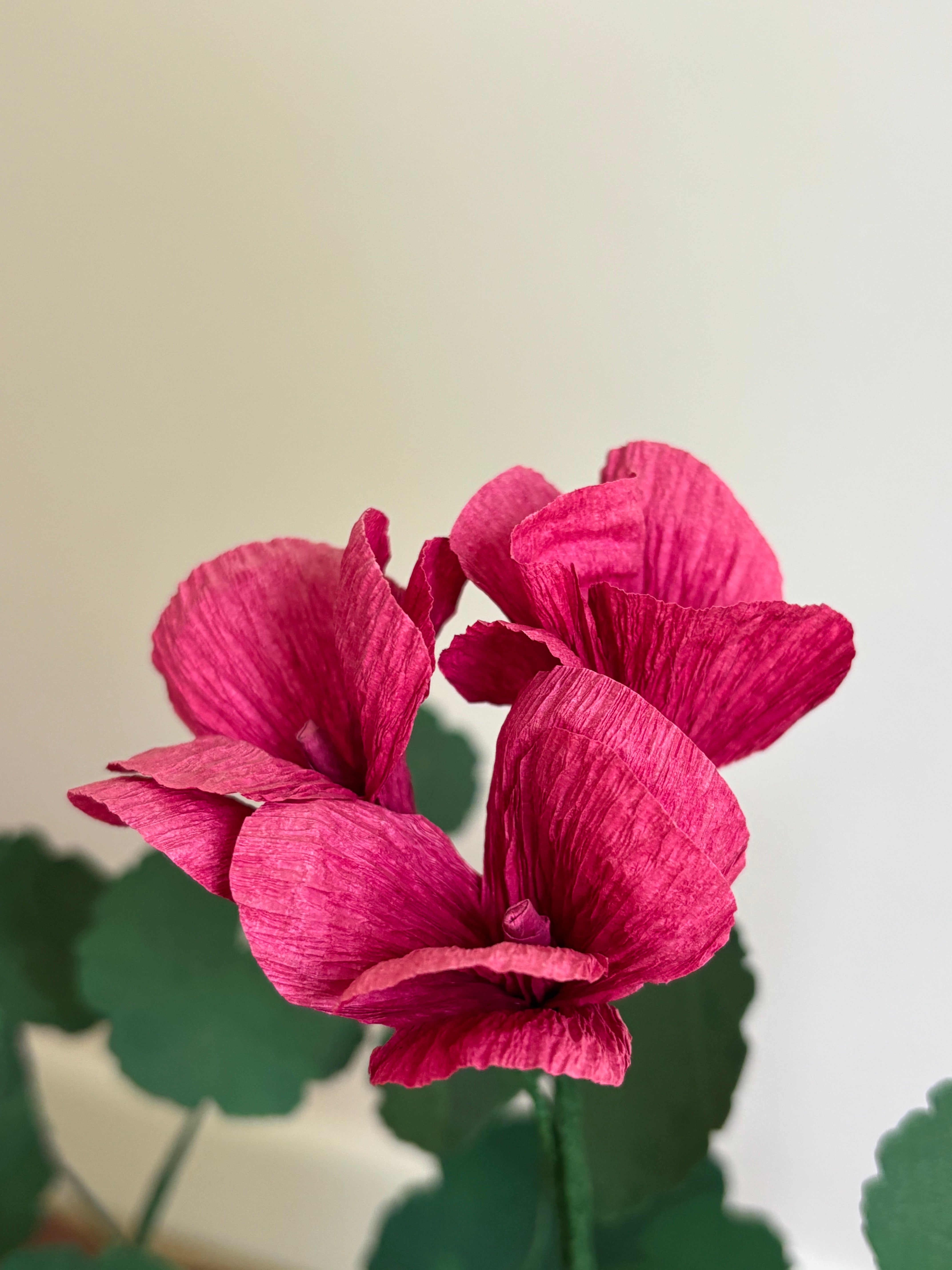 Paper Geranium