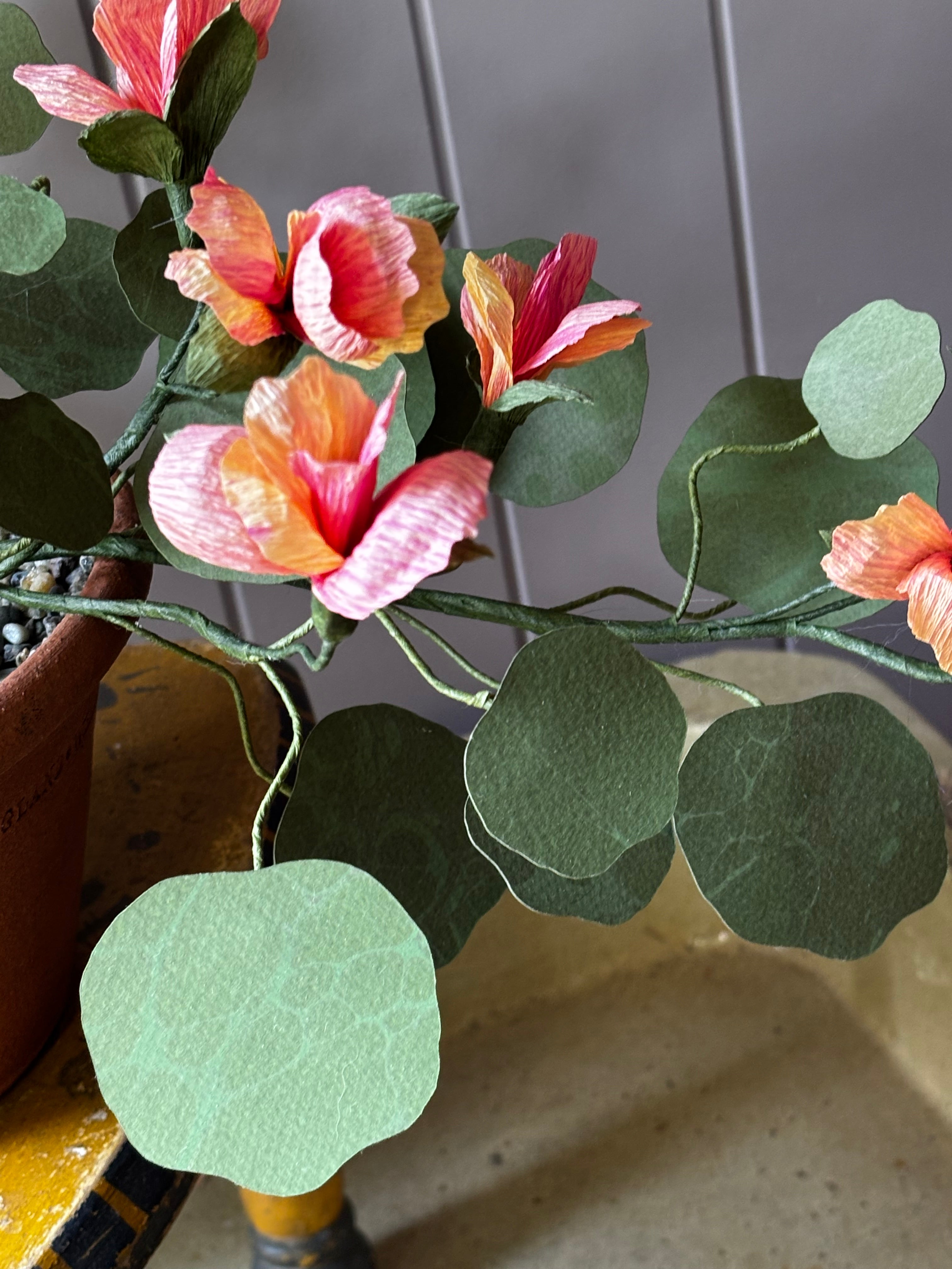 Paper Nasturtium, trailing