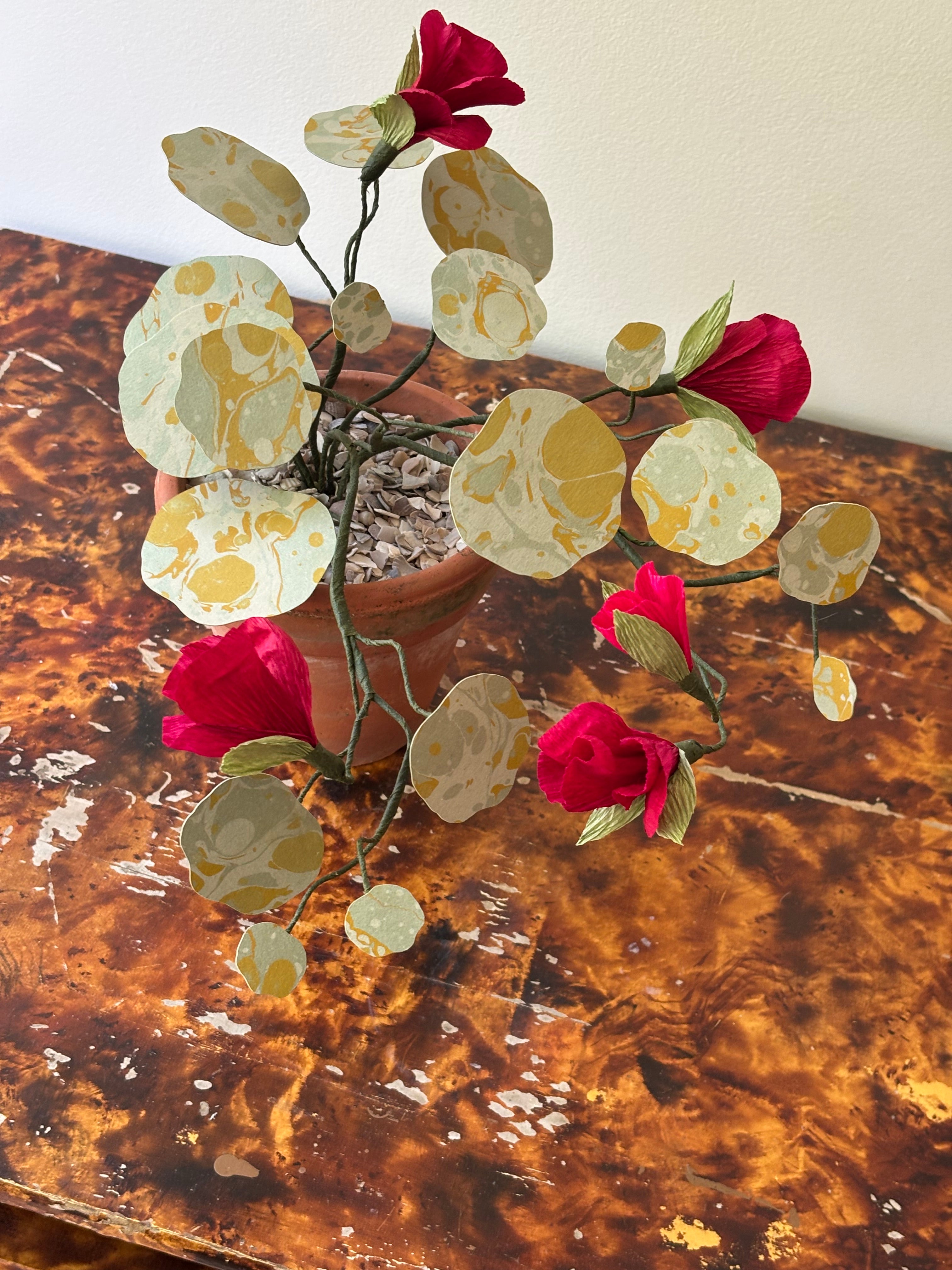 Nasturtium, trailing