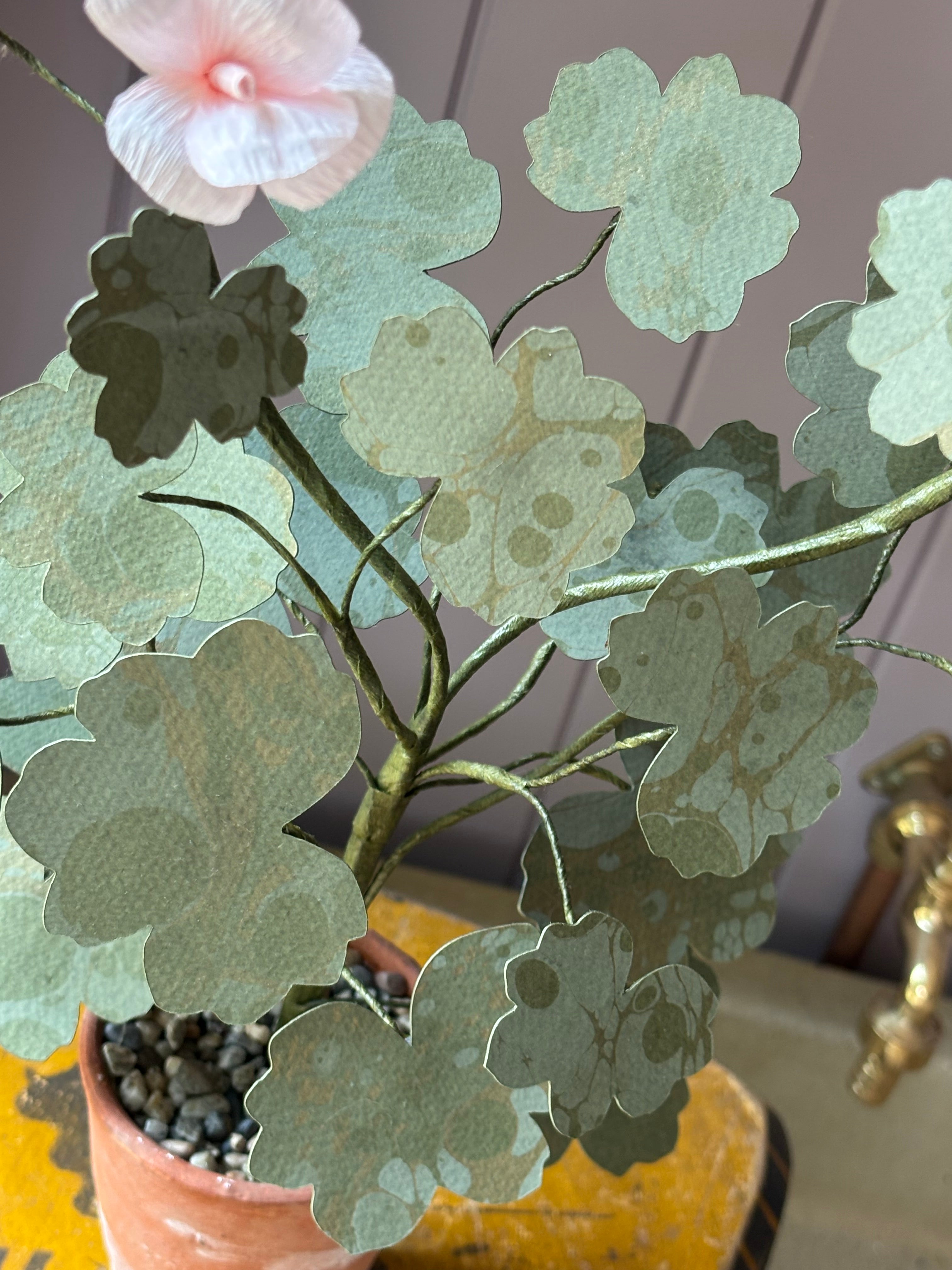 Paper geranium