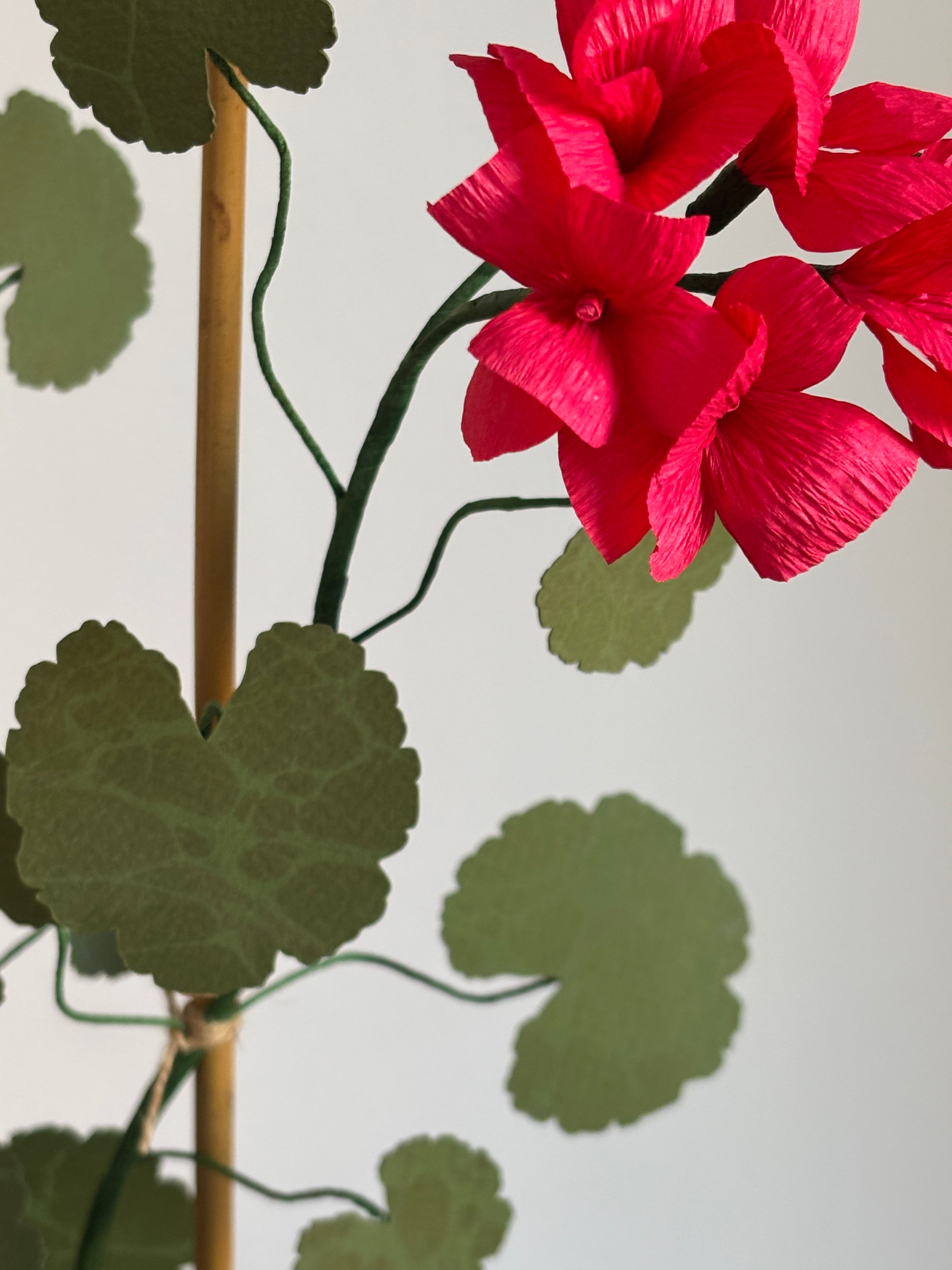 Paper Geranium