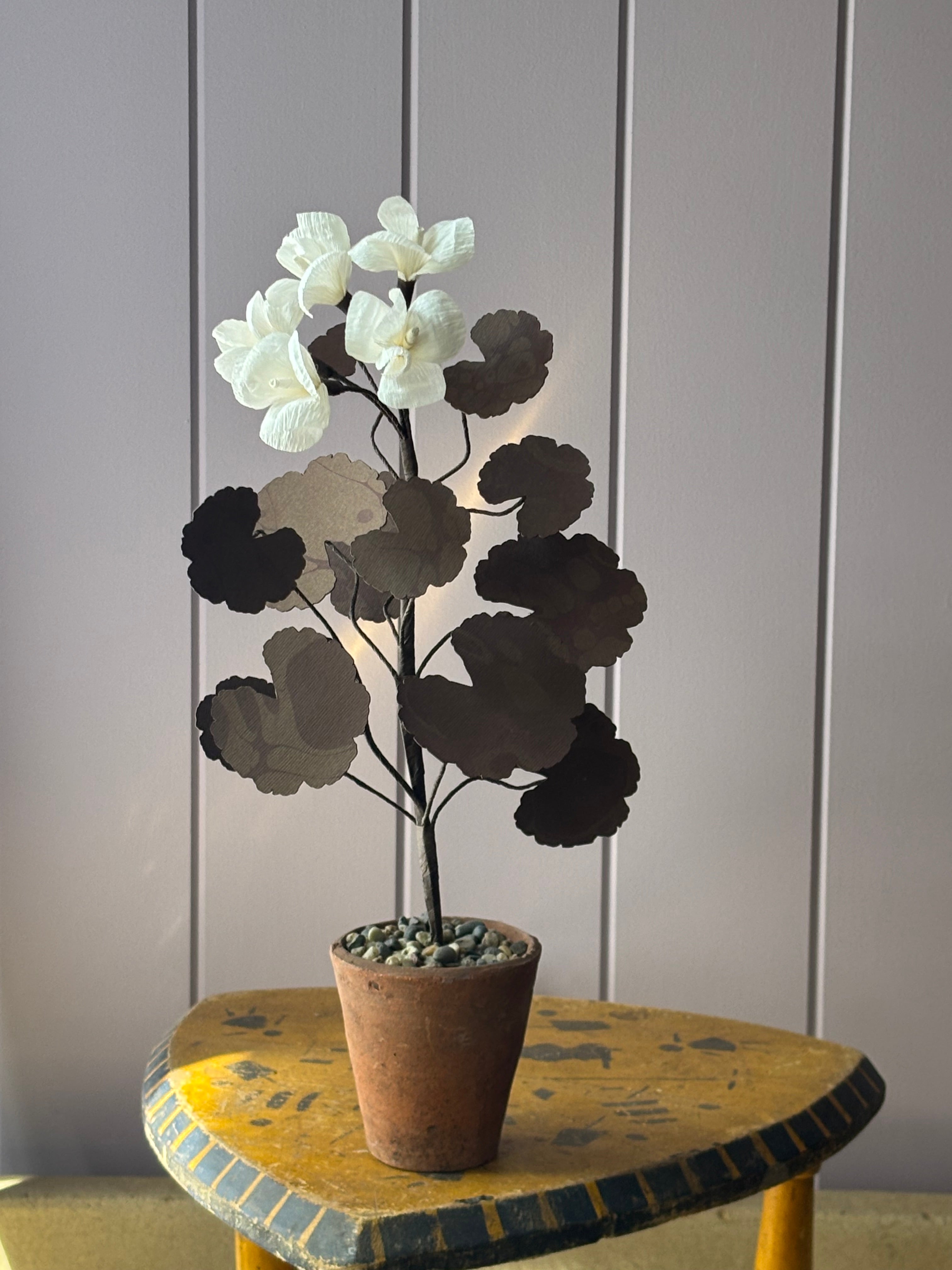 Paper geranium