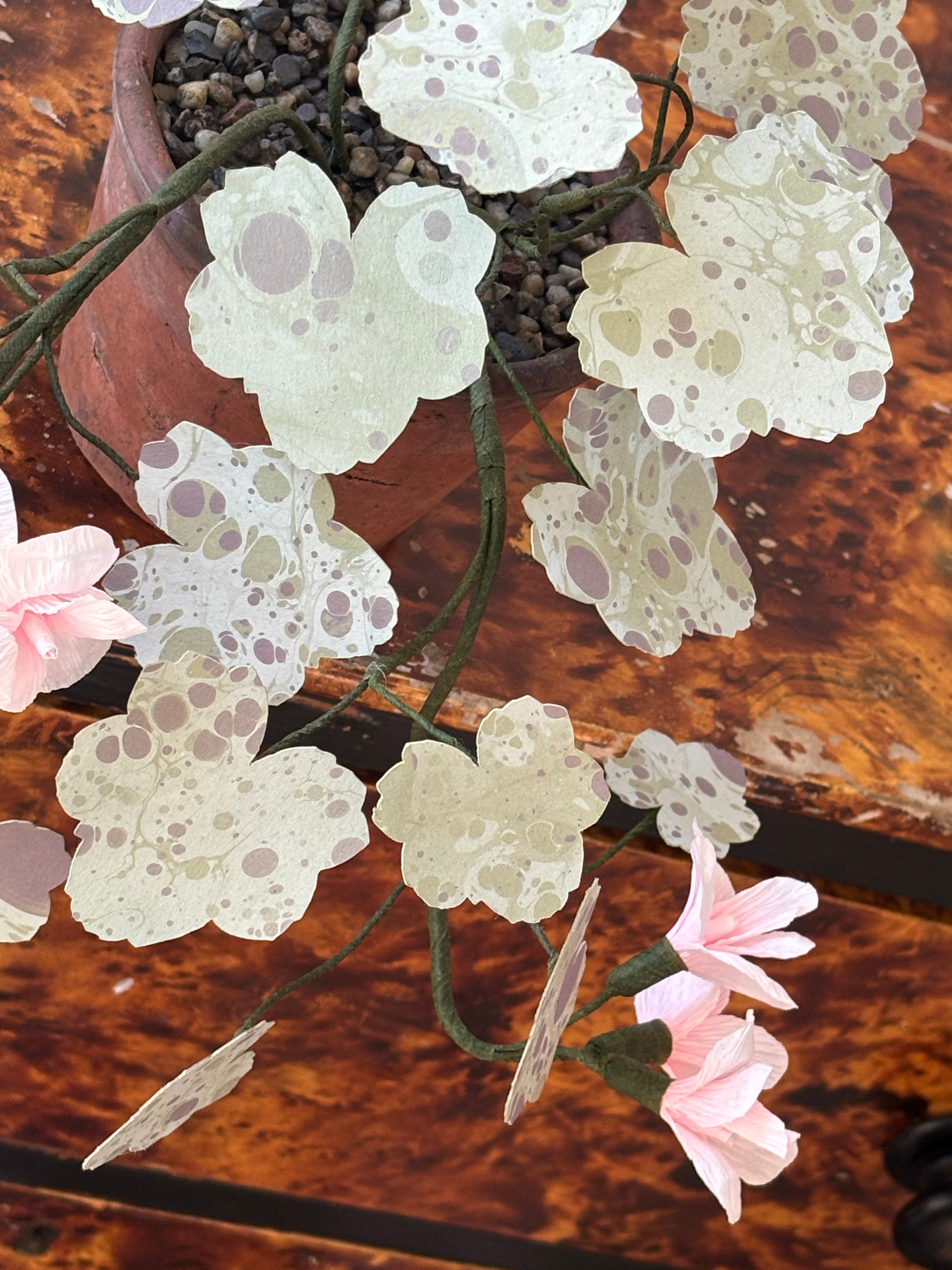 Paper Geranium, trailing