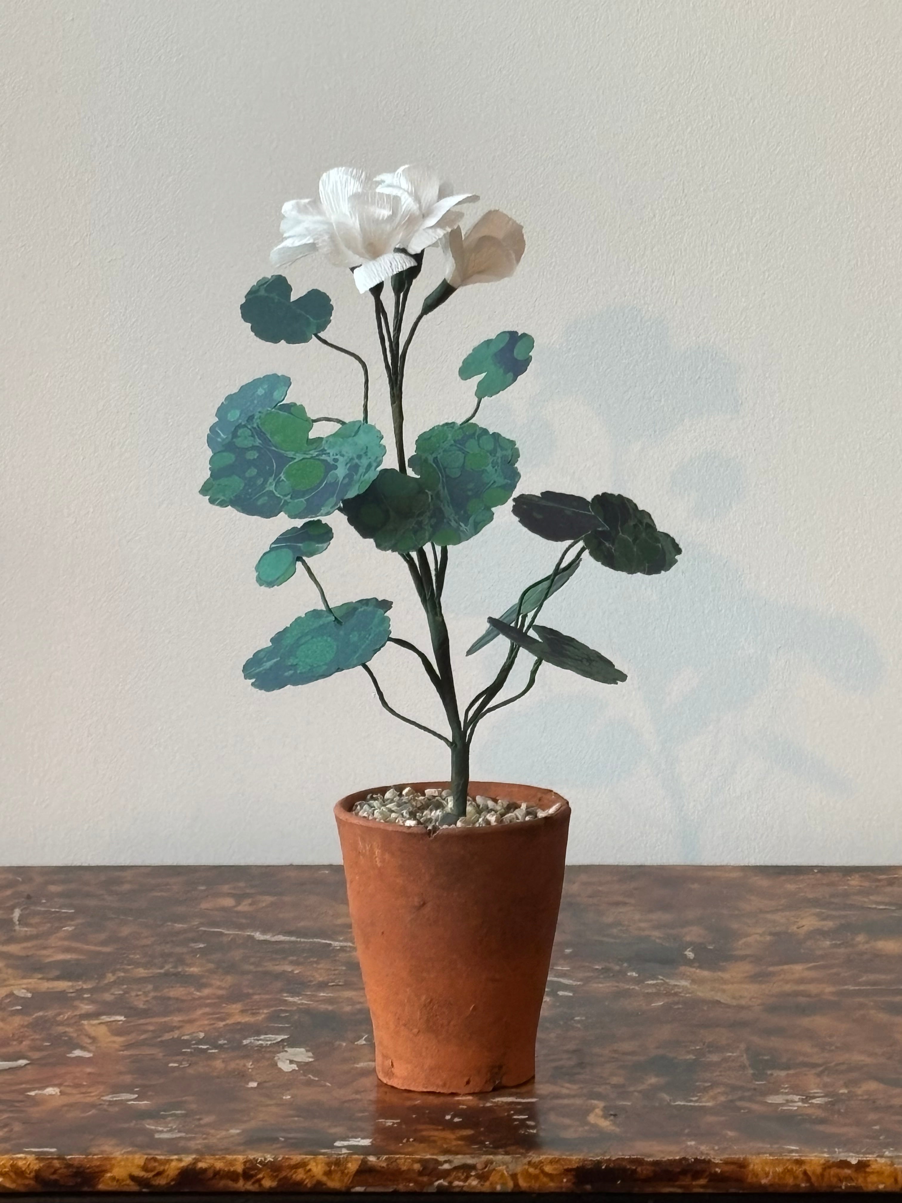 Paper Geranium