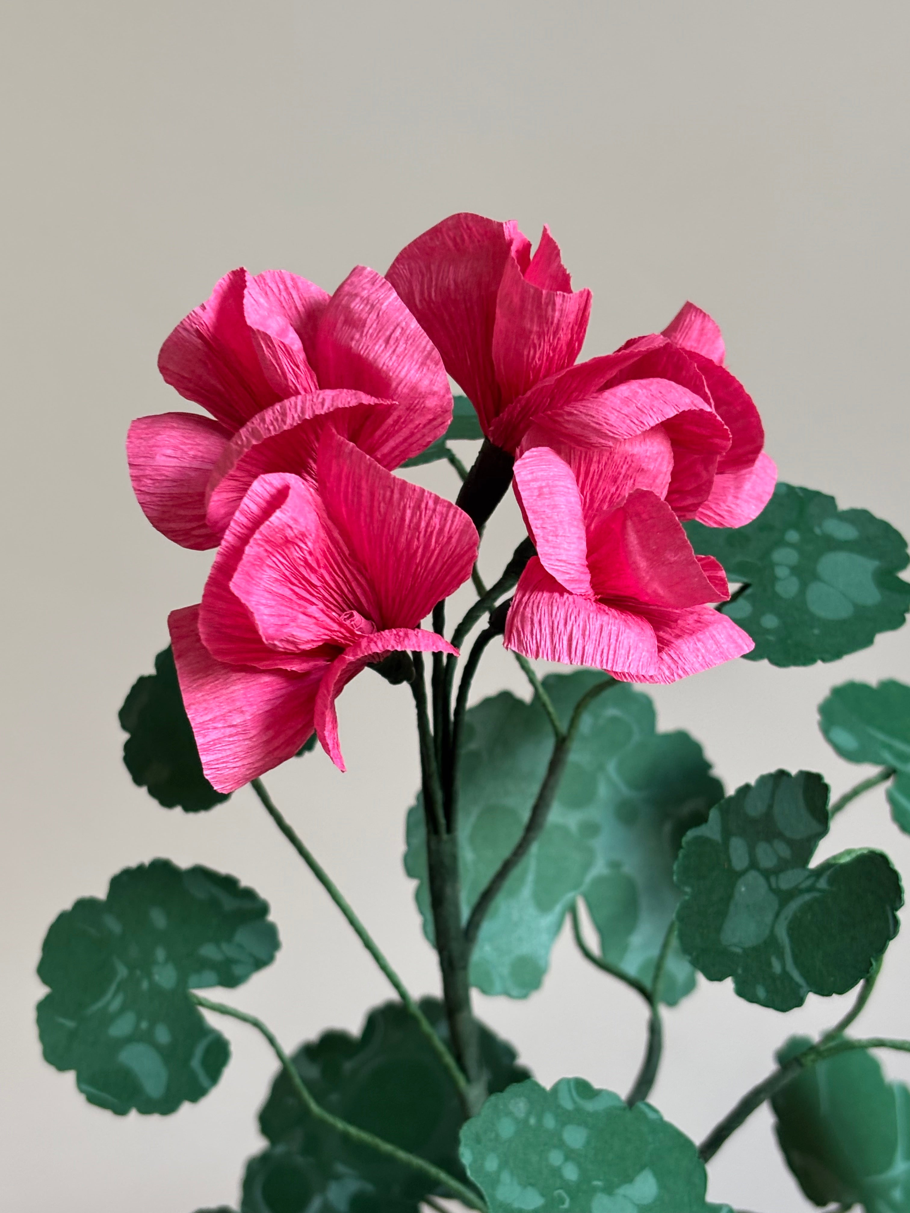Paper Geranium