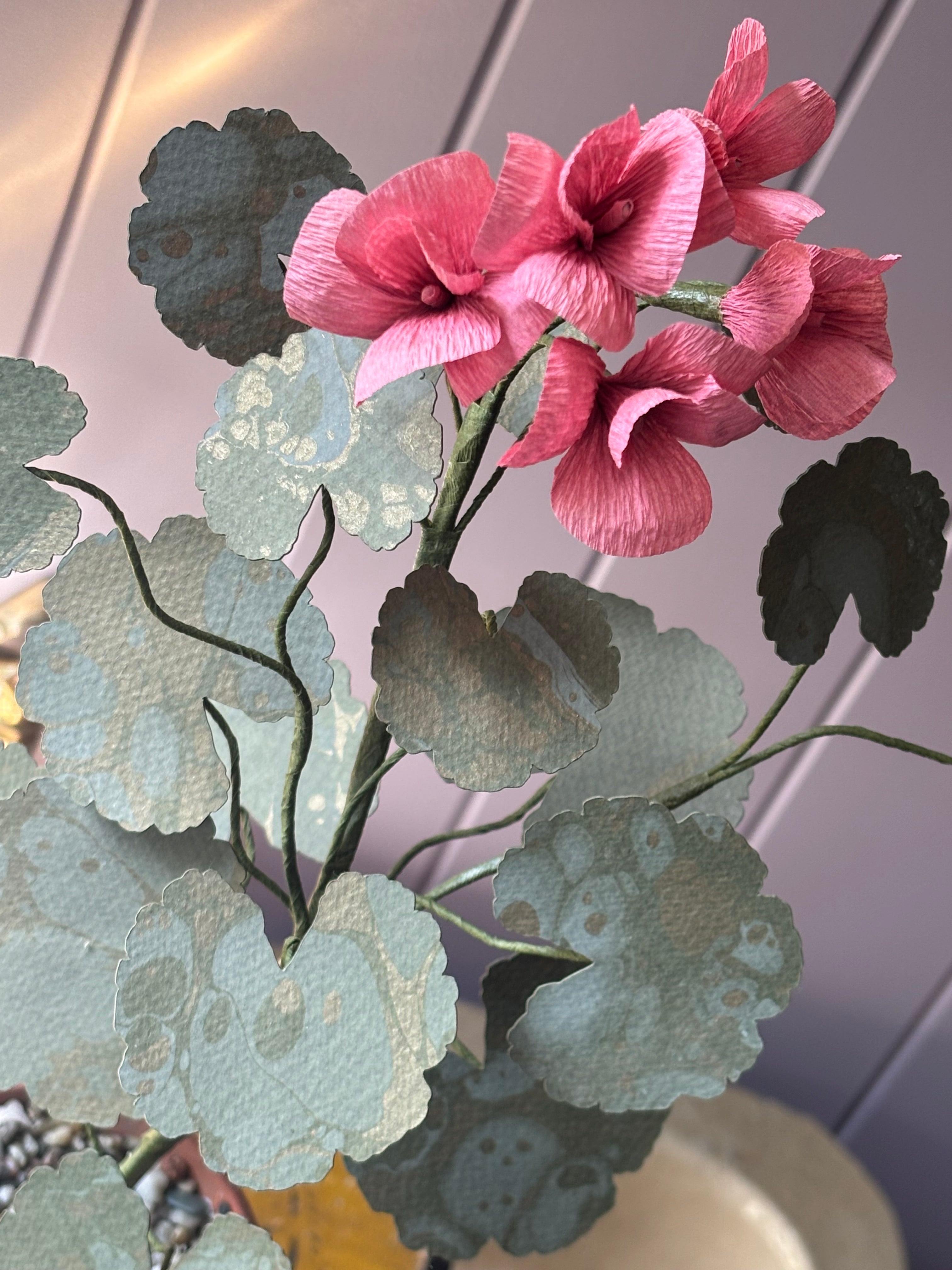 Paper geranium
