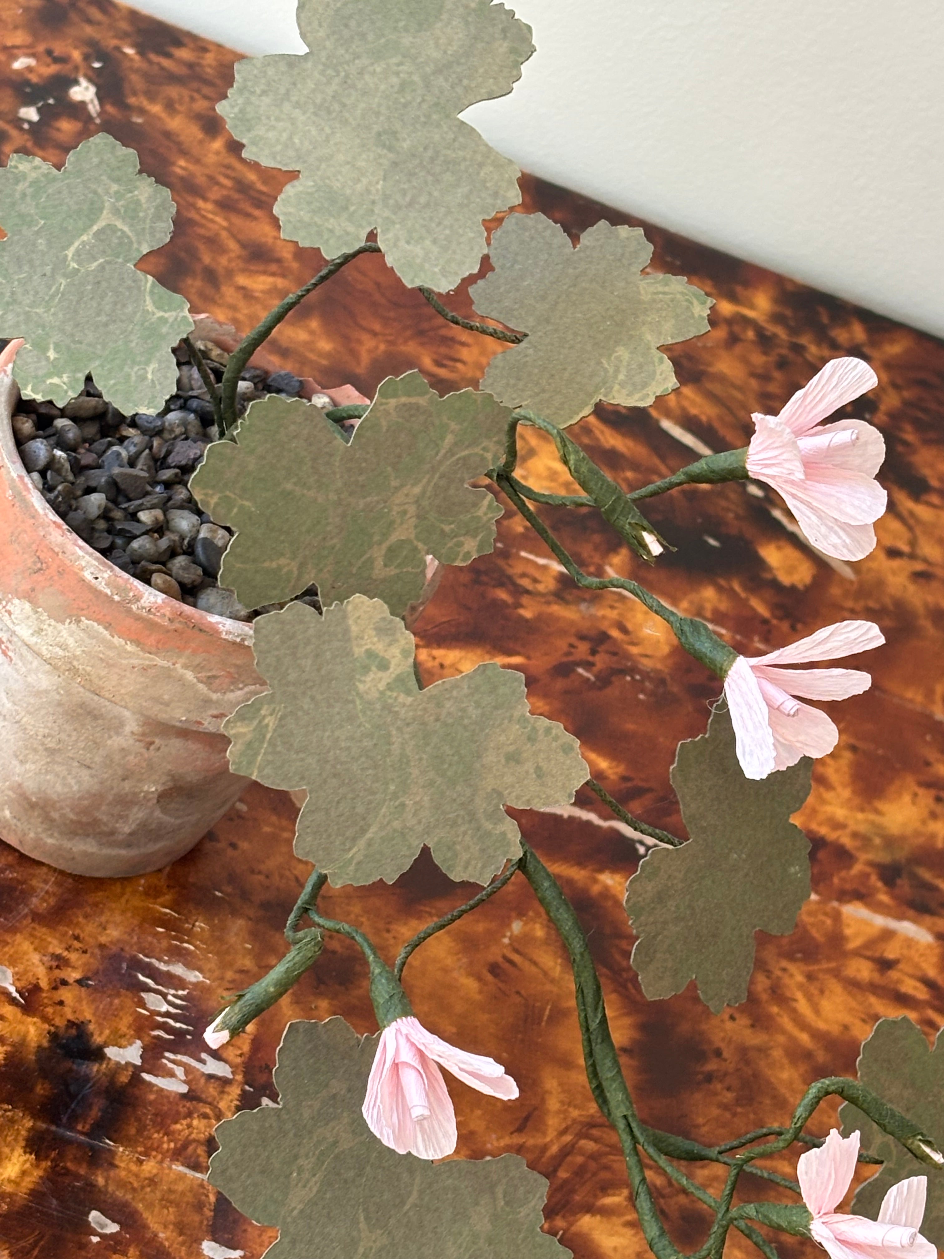 Paper Geranium, trailing