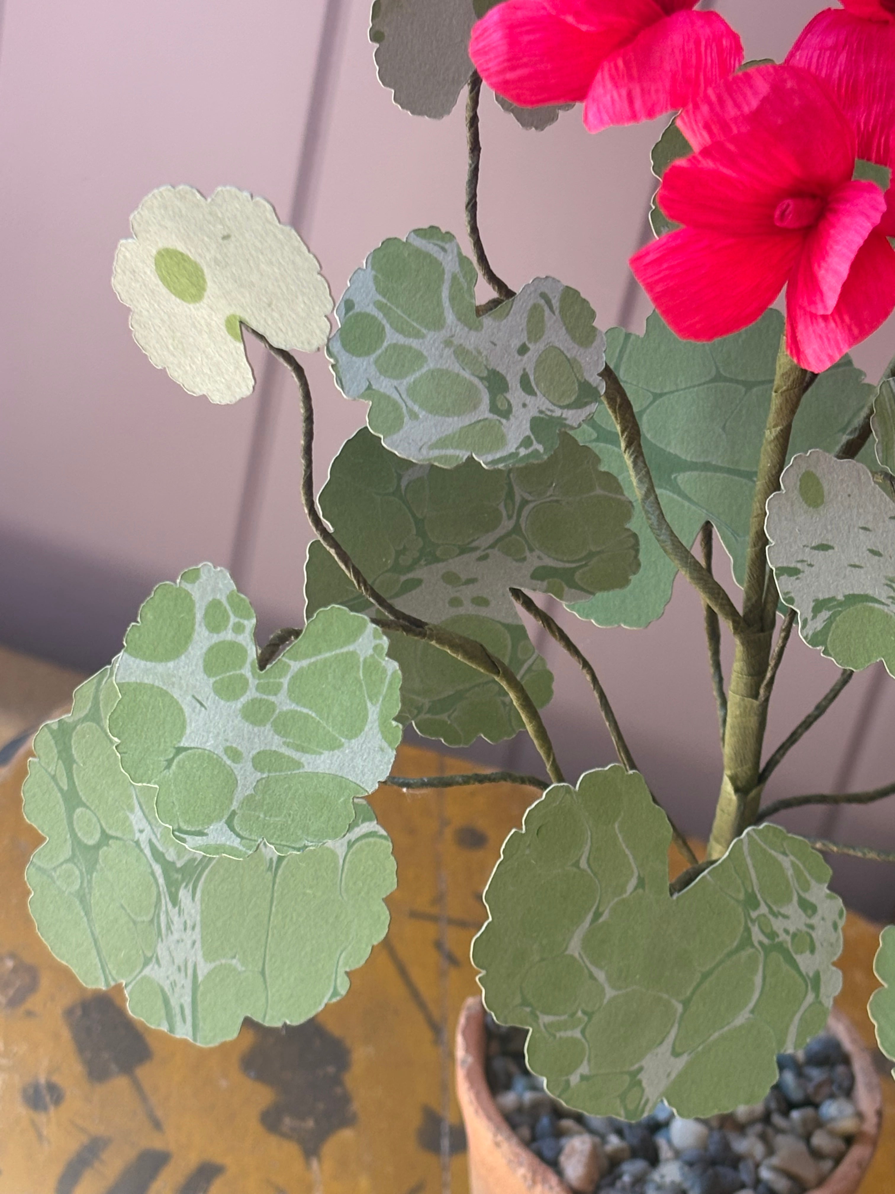 Paper geranium
