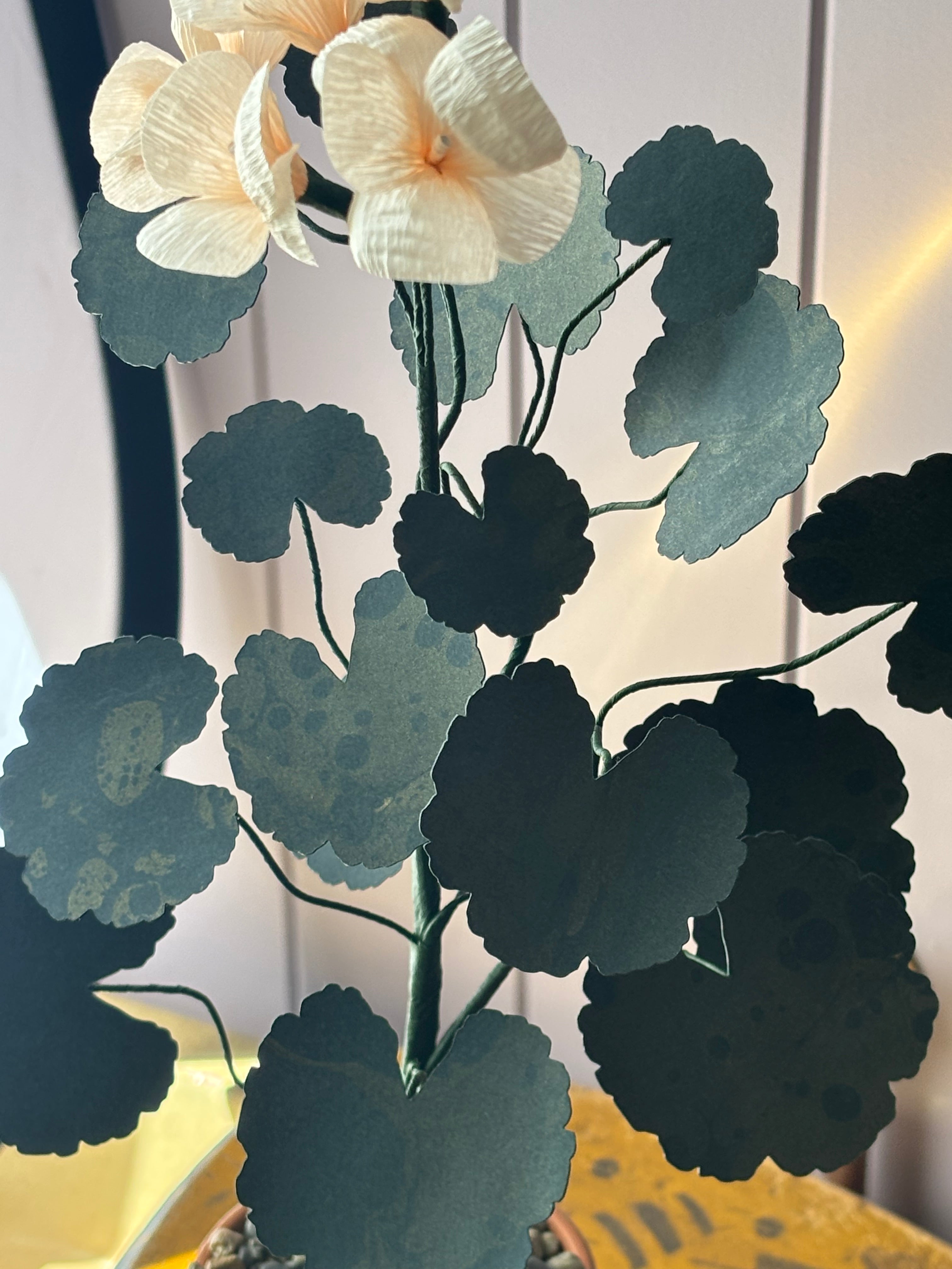 Paper geranium