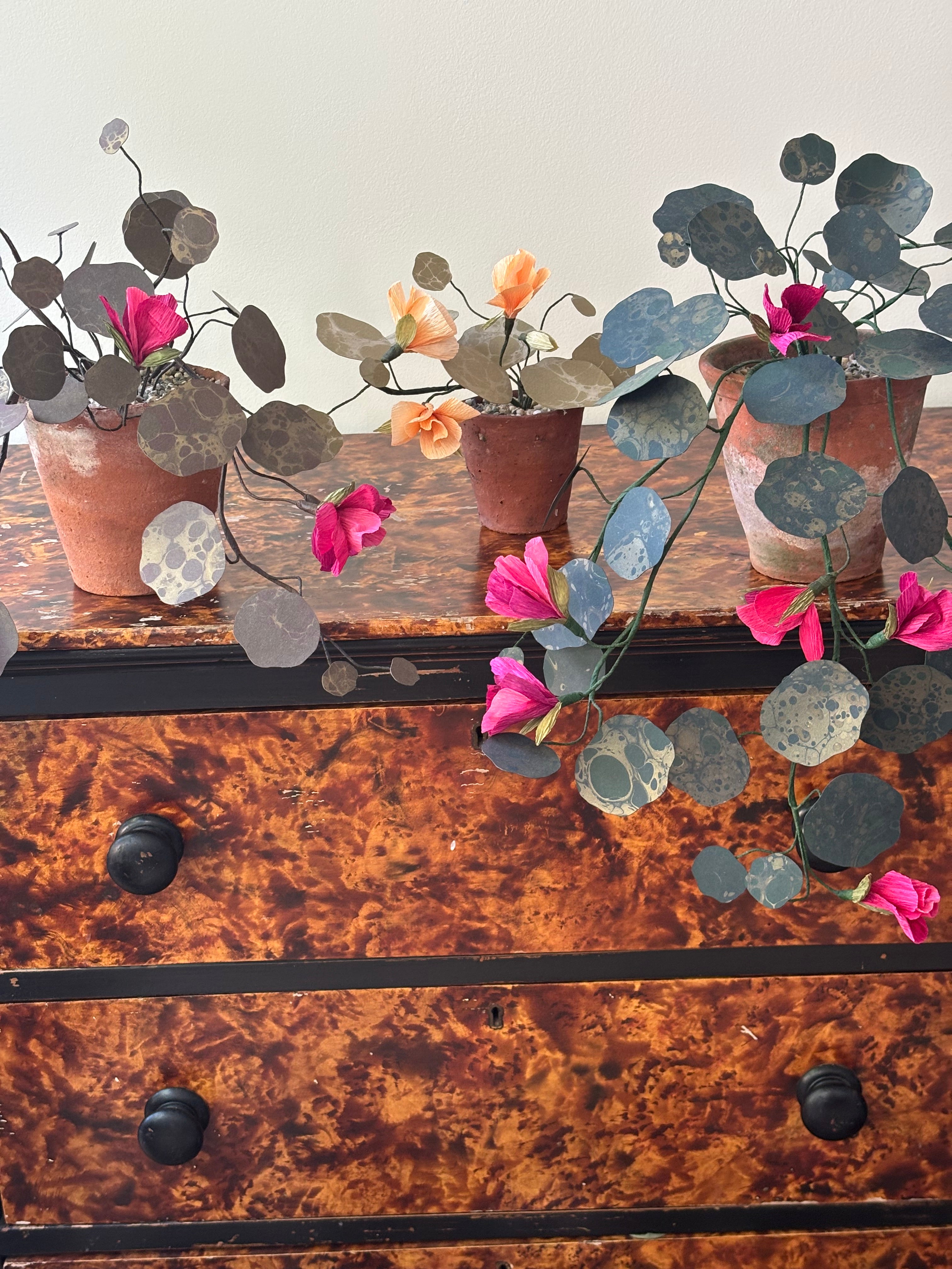 Paper nasturtium, trailing