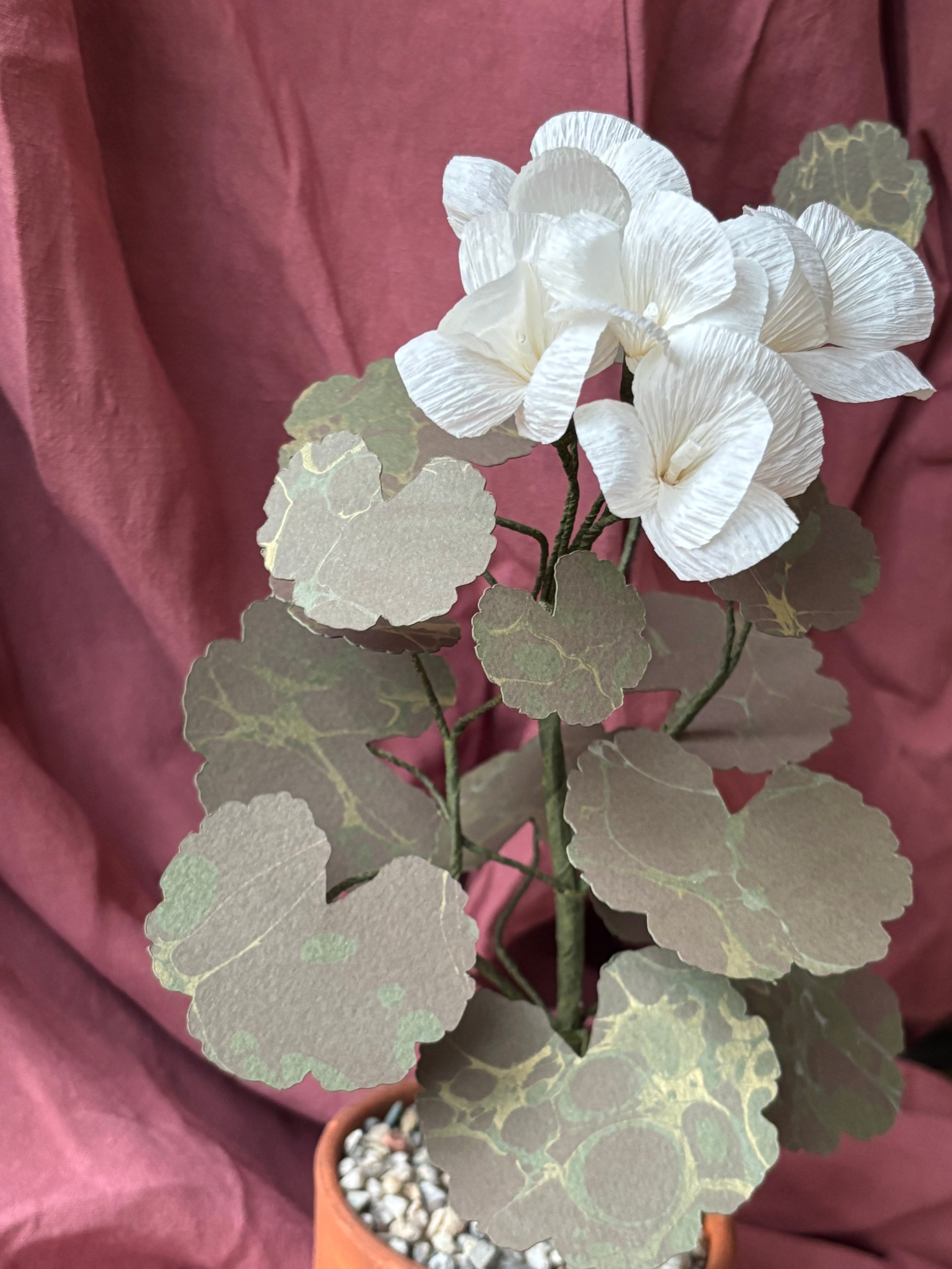 Paper Geranium