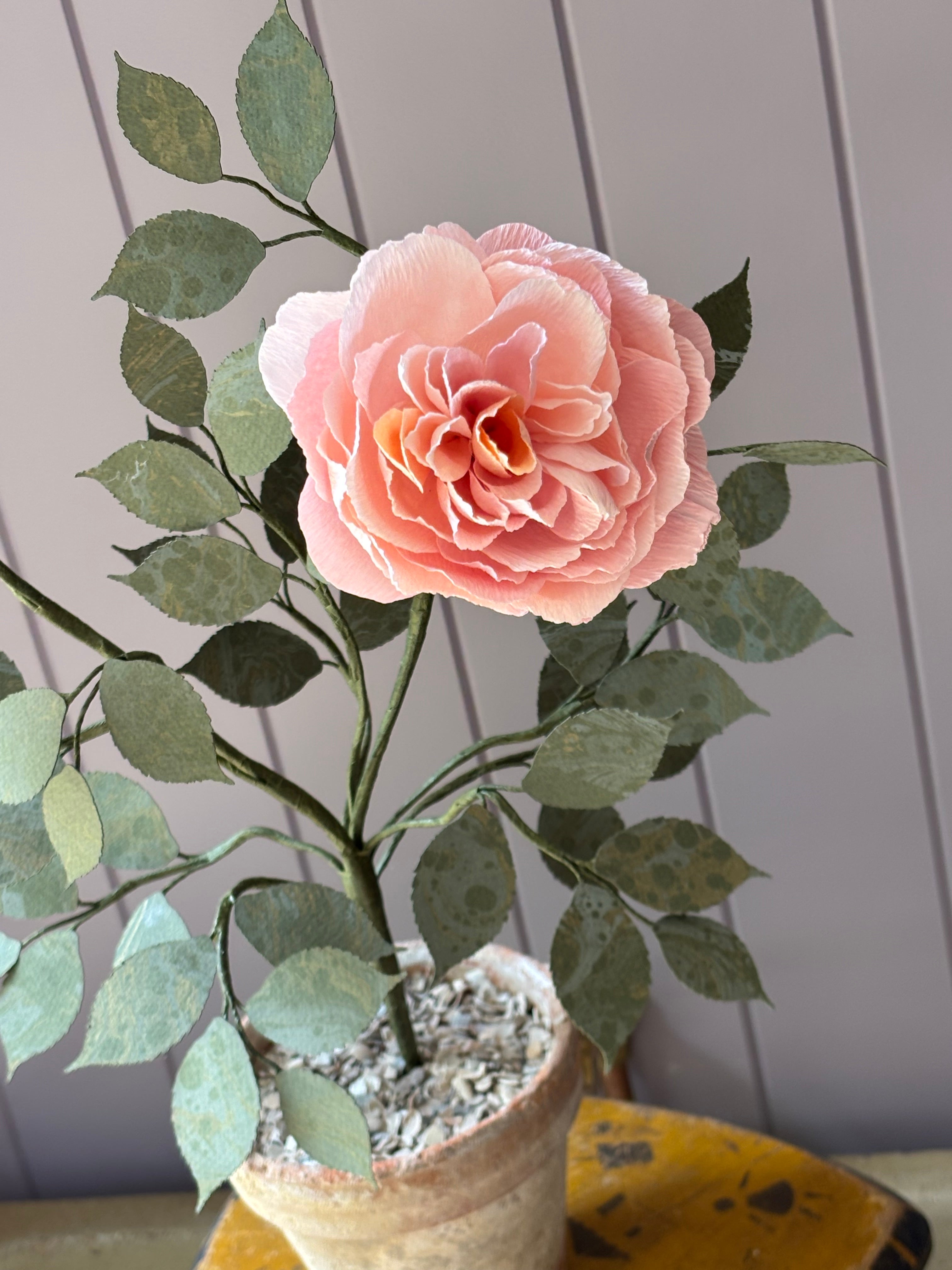 Paper Shrub Rose