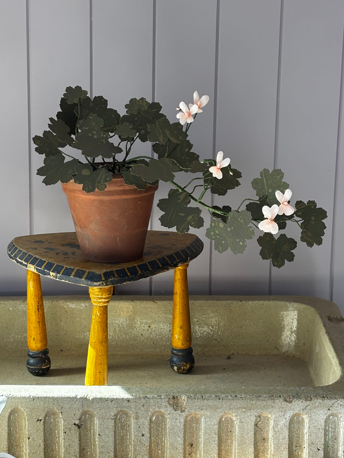 Paper geranium