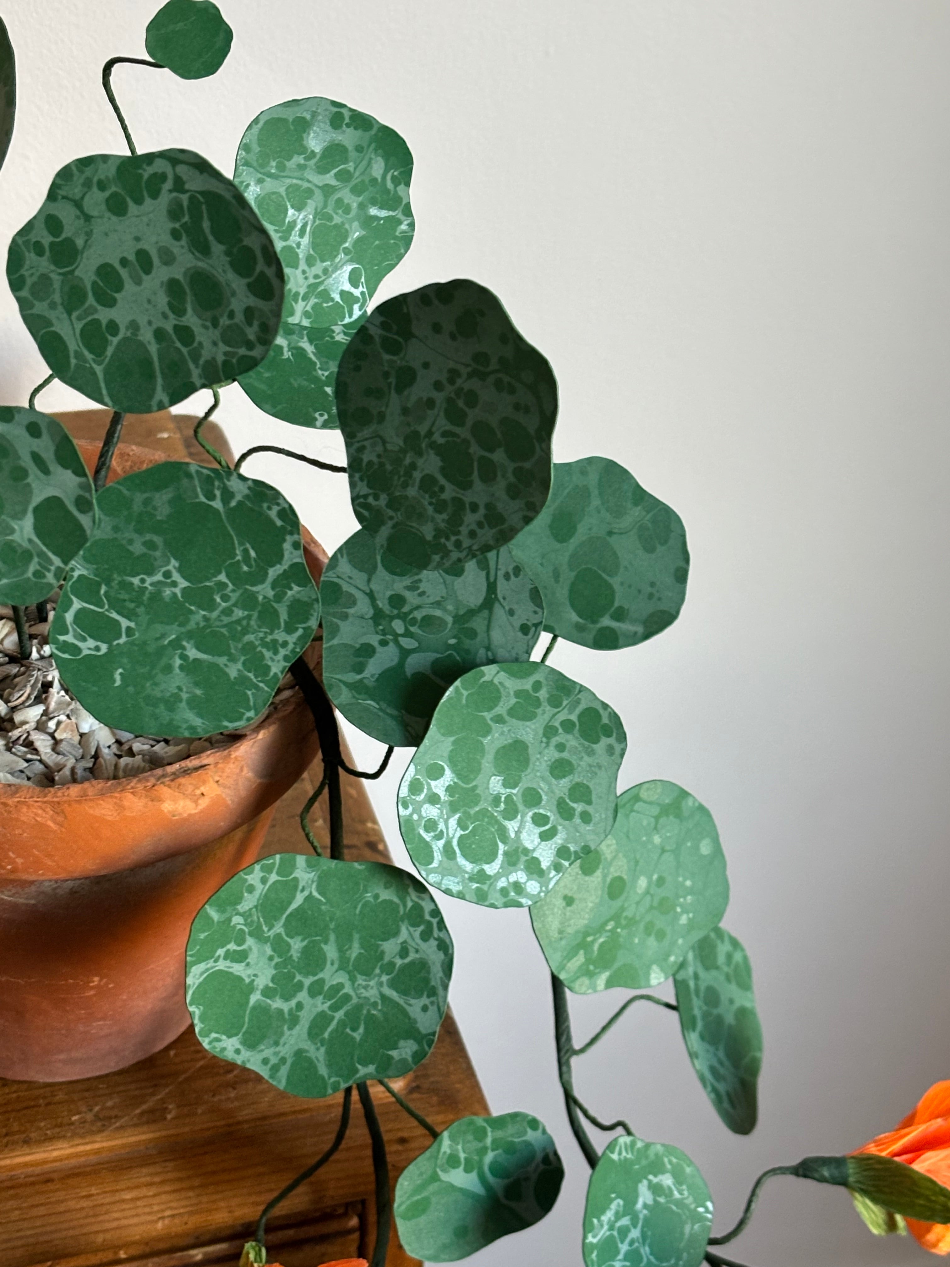 Nasturtium, trailing